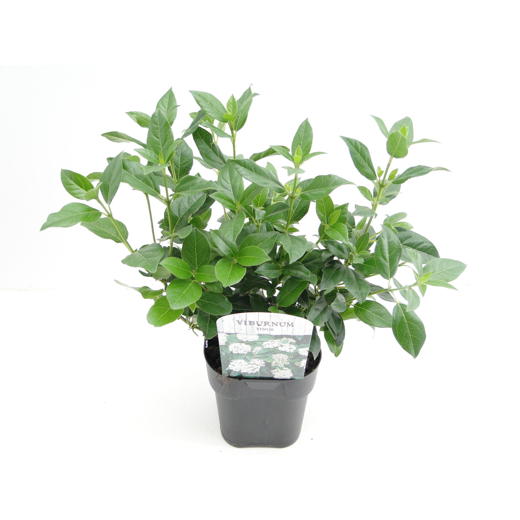 Arbust ornamental Viburnum, crescut in ghiveci, H 20 cm, Ø 17 cm, alb