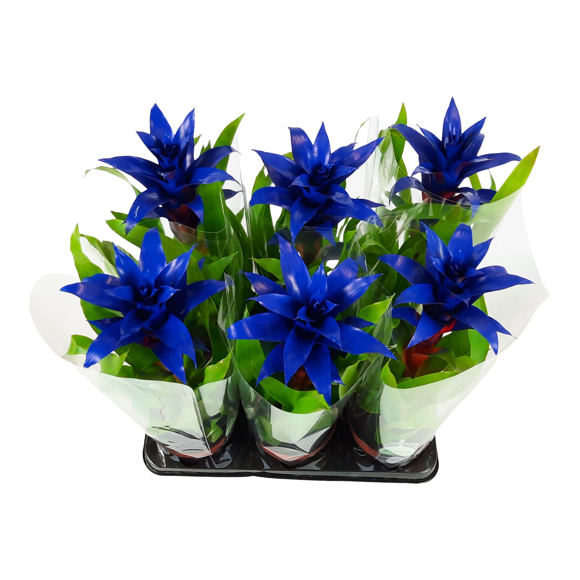 Planta cu flori Guzmania, H 45 cm, Ø ghiveci 12 cm, albastru