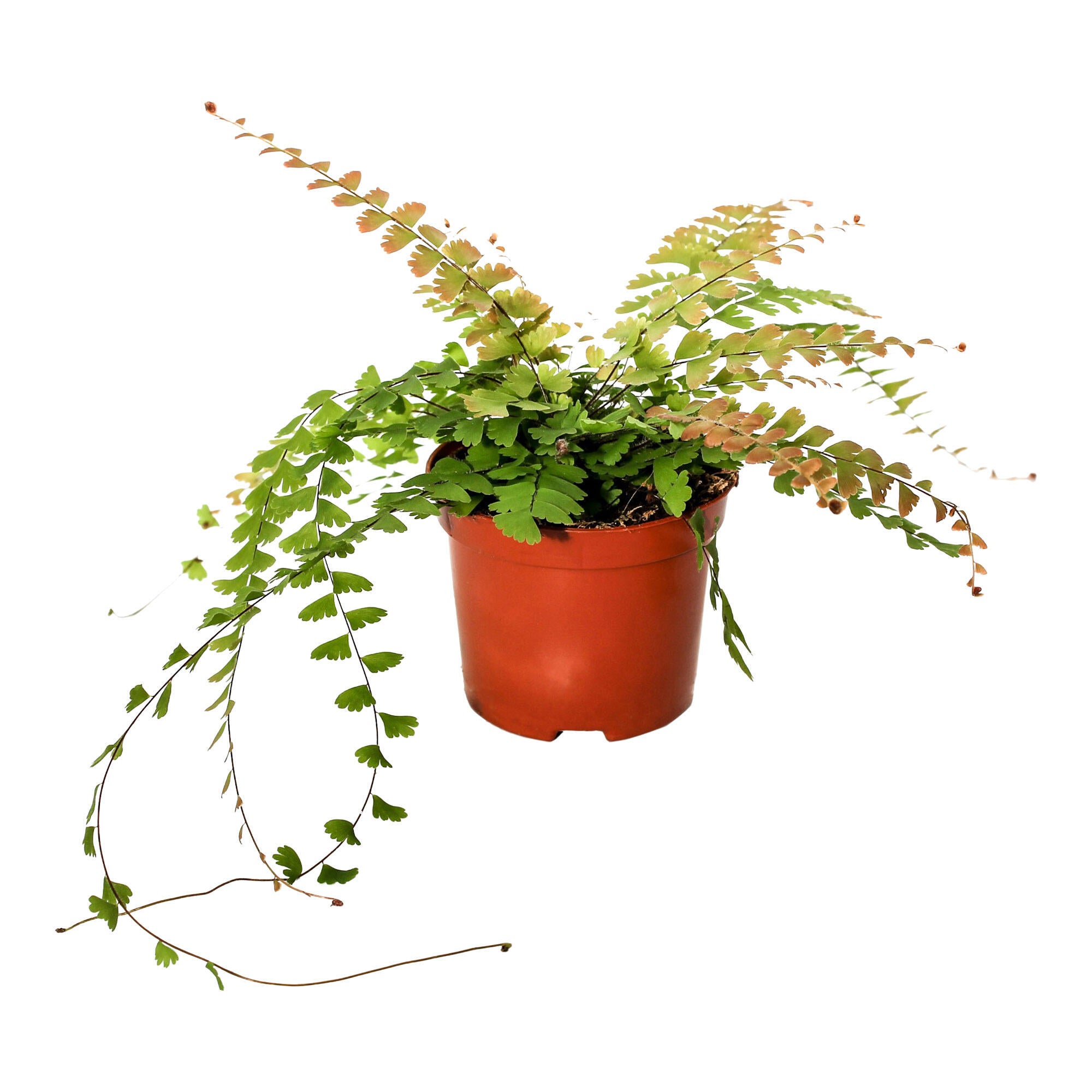 Planta verde, Adiantum Caudatum, H 20 cm, Ø ghiveci 8.5 cm