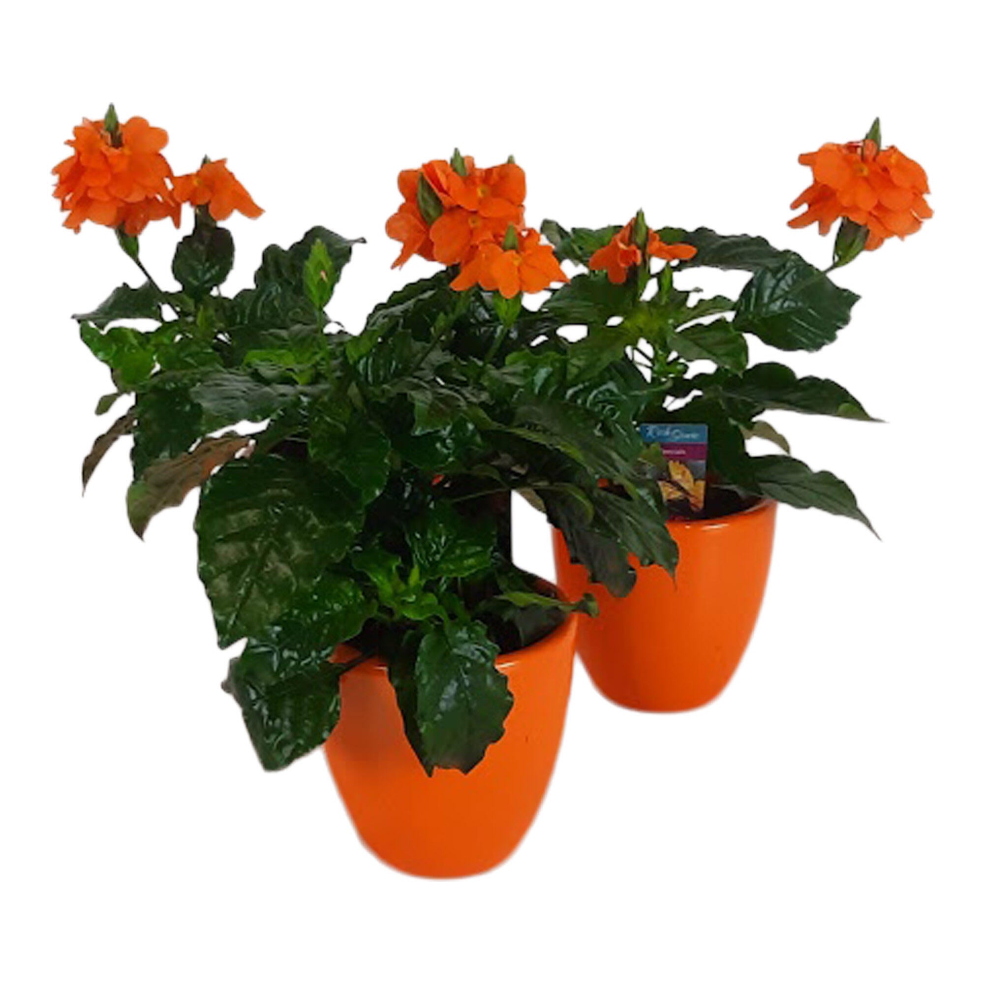 Planta cu flori Crossandra, H 15 cm, Ø ghiveci 9 cm, ghiveci ceramic, portocaliu
