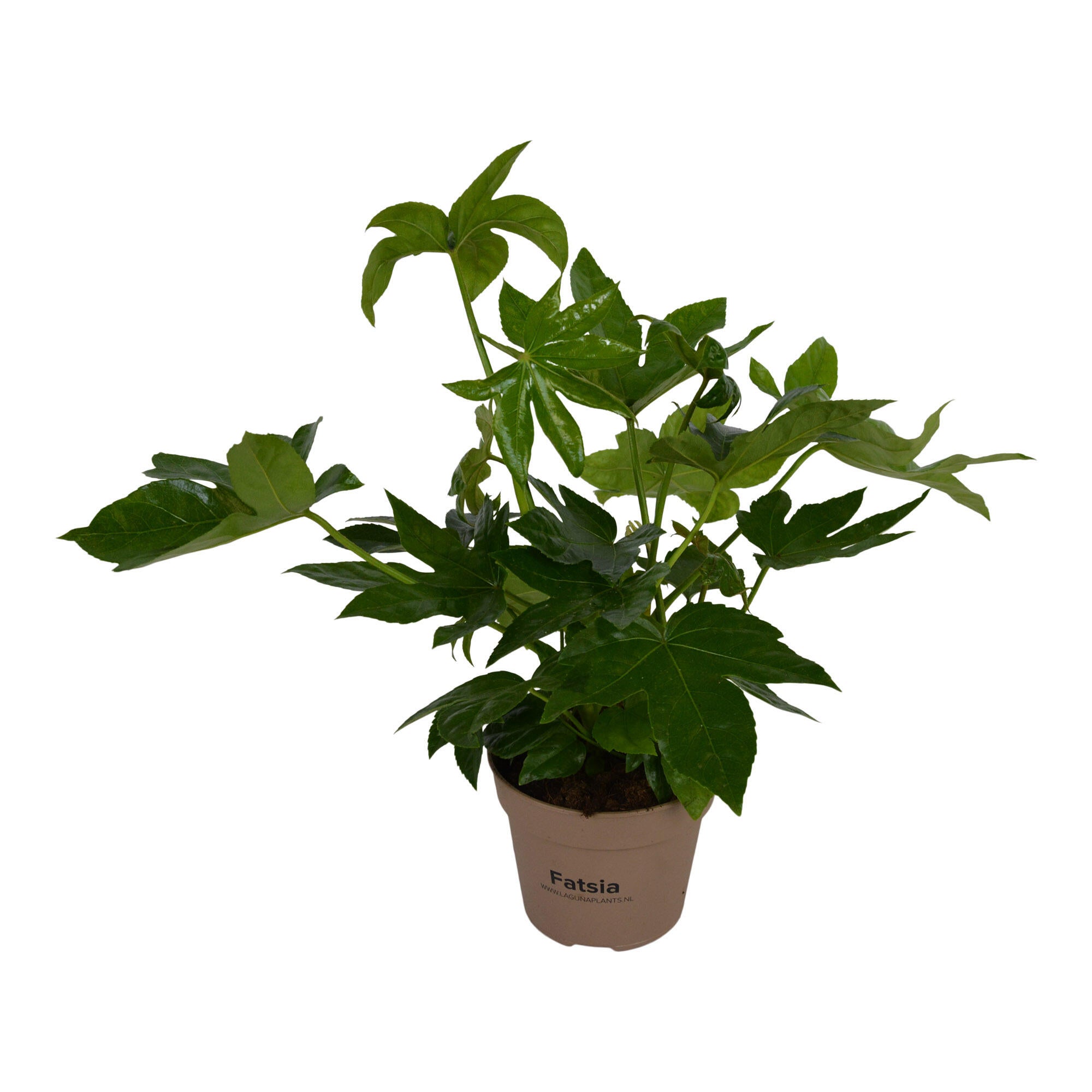 Planta verde Fatsia Japonica, H 45 cm, Ø ghiveci 15 cm