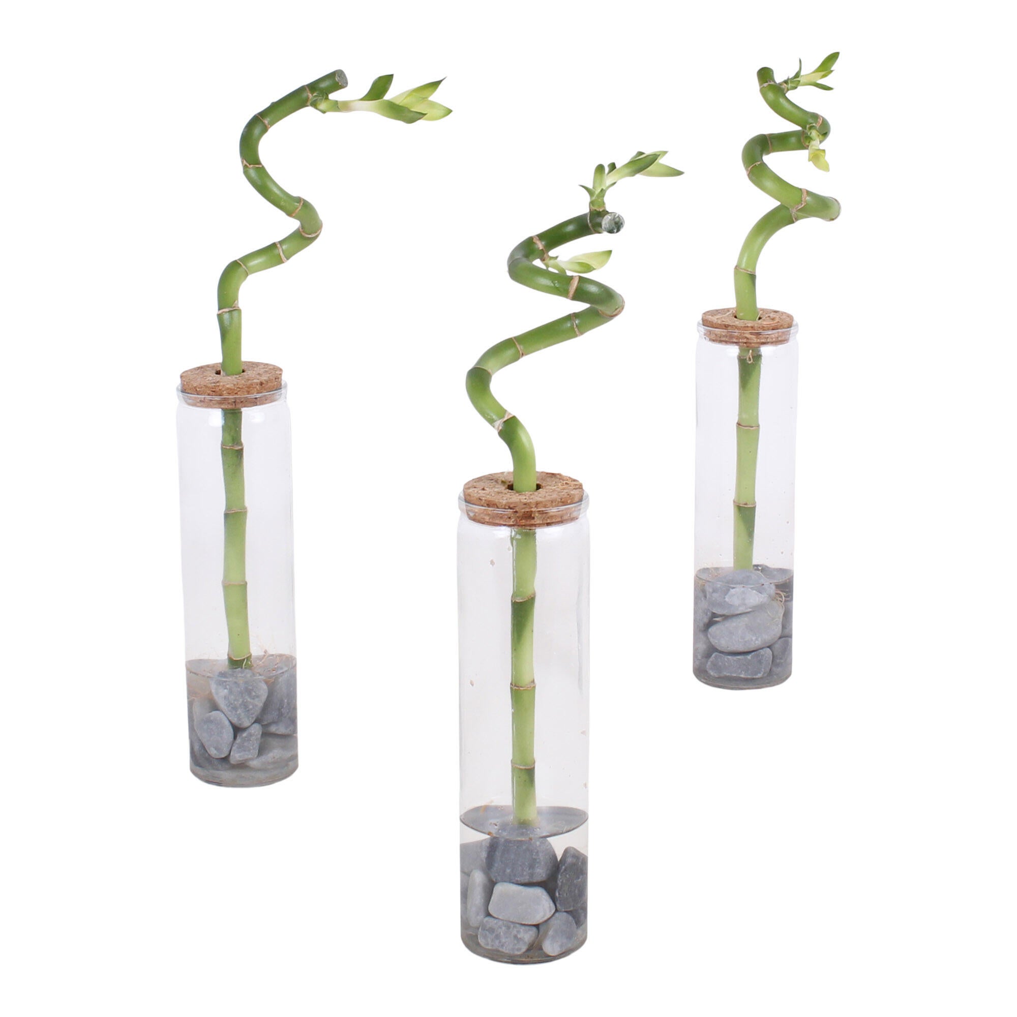 Bambus spirala, Lucky Bamboo Spiral, vaza + pietre, H 30 cm