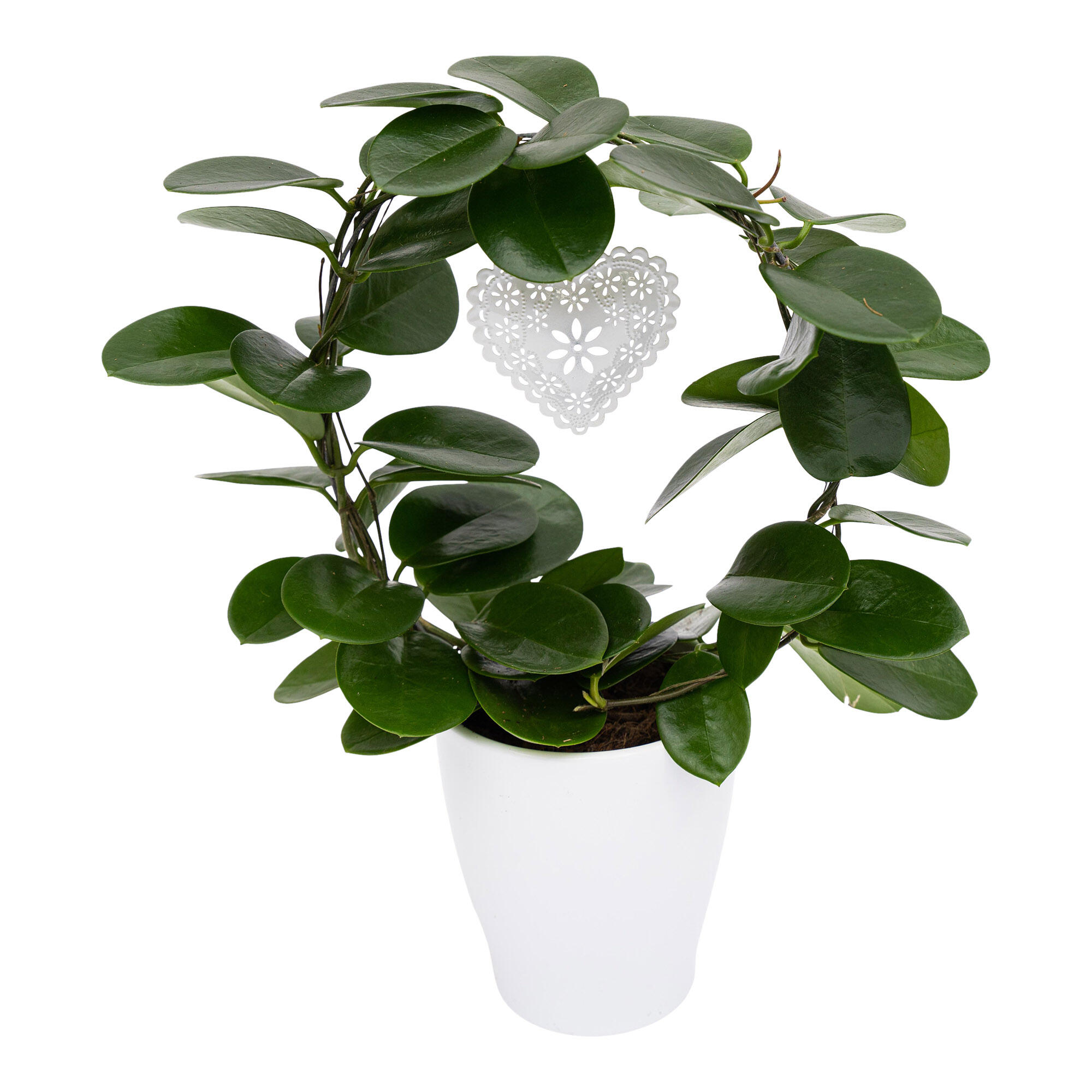 Planta verde Hoya Australis, H 45 cm, Ø ghiveci 12 cm