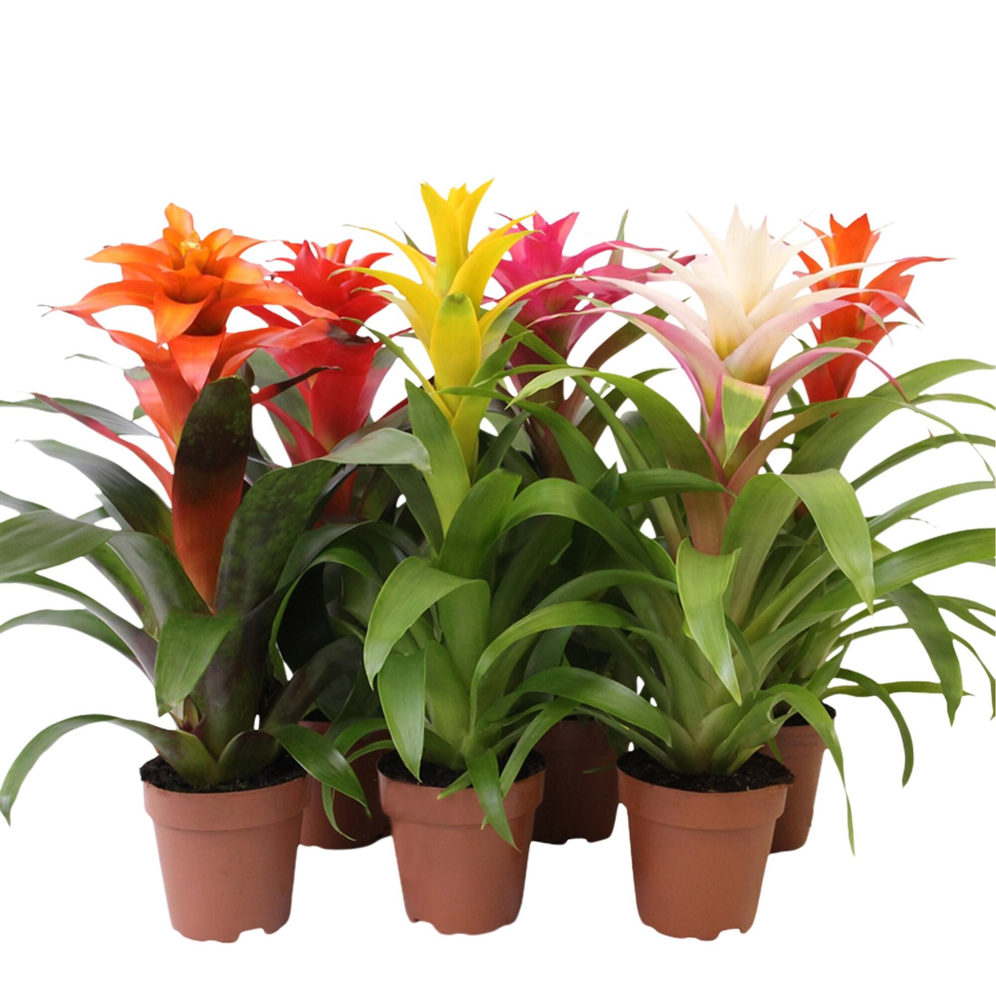 Planta cu flori, Guzmania Sweet, H 50 cm, Ø ghiveci 12 cm, diverse culori