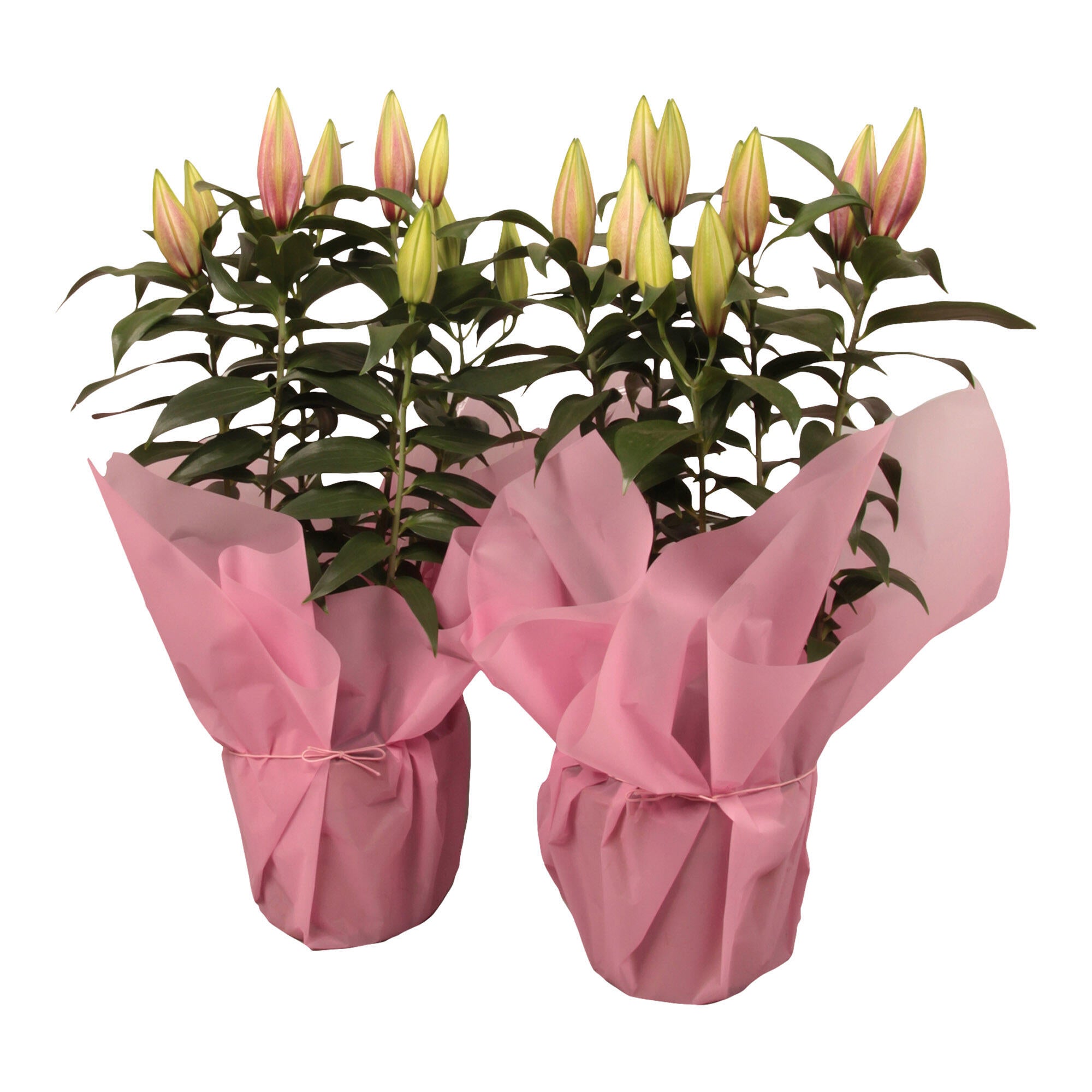 Crin Roz Planta cu flori Crin Oriental Roz H 65 cm, Ø ghiveci 19 cm | Leroy Merlin
