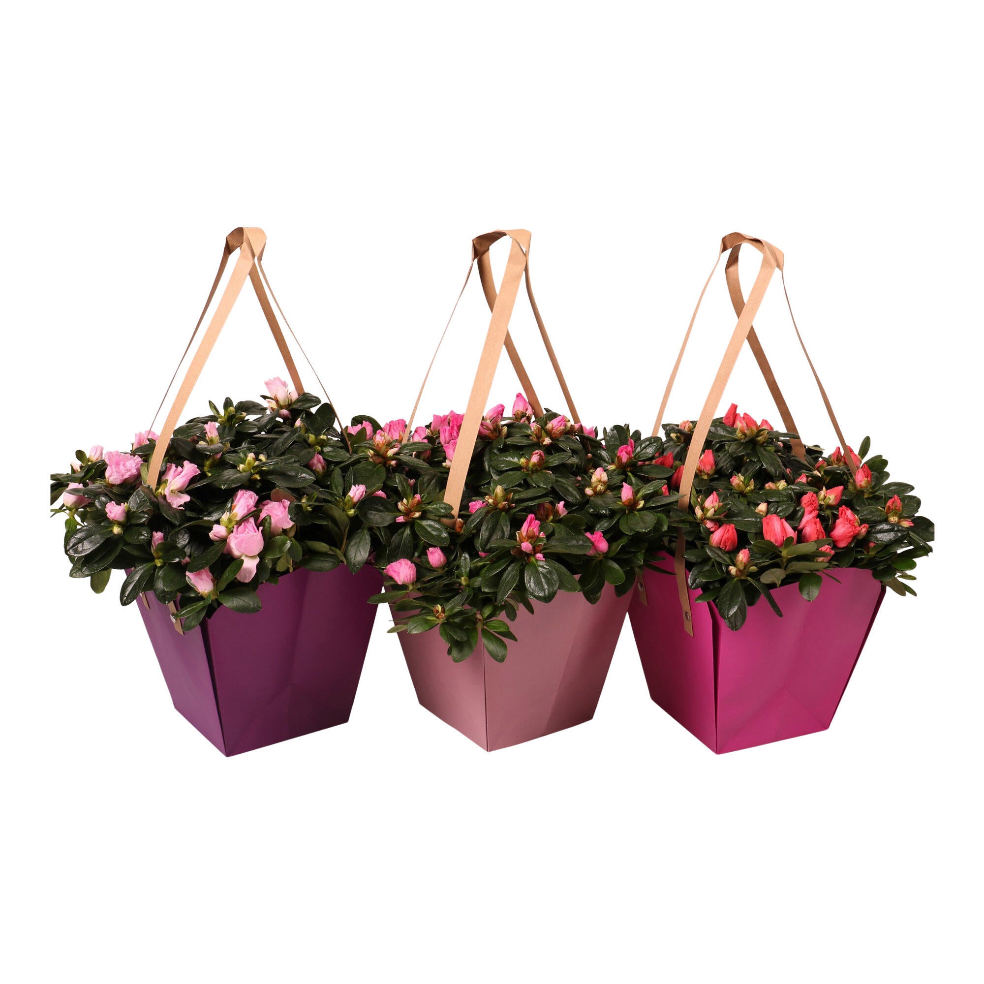 Planta cu flori Azalea Flandresse, aranjament cadou, H 40 cm, Ø ghiveci 14 cm, diverse culori