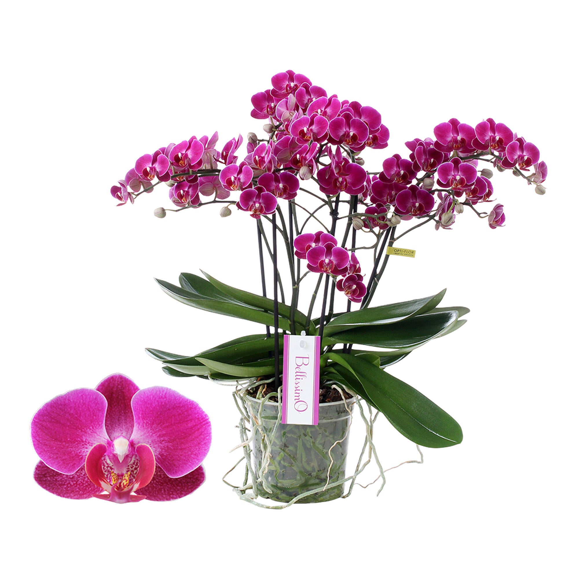 Orhidee Phalaenopsis, 4 tije, H 46 - 60 cm, Ø ghiveci 15 cm, mov