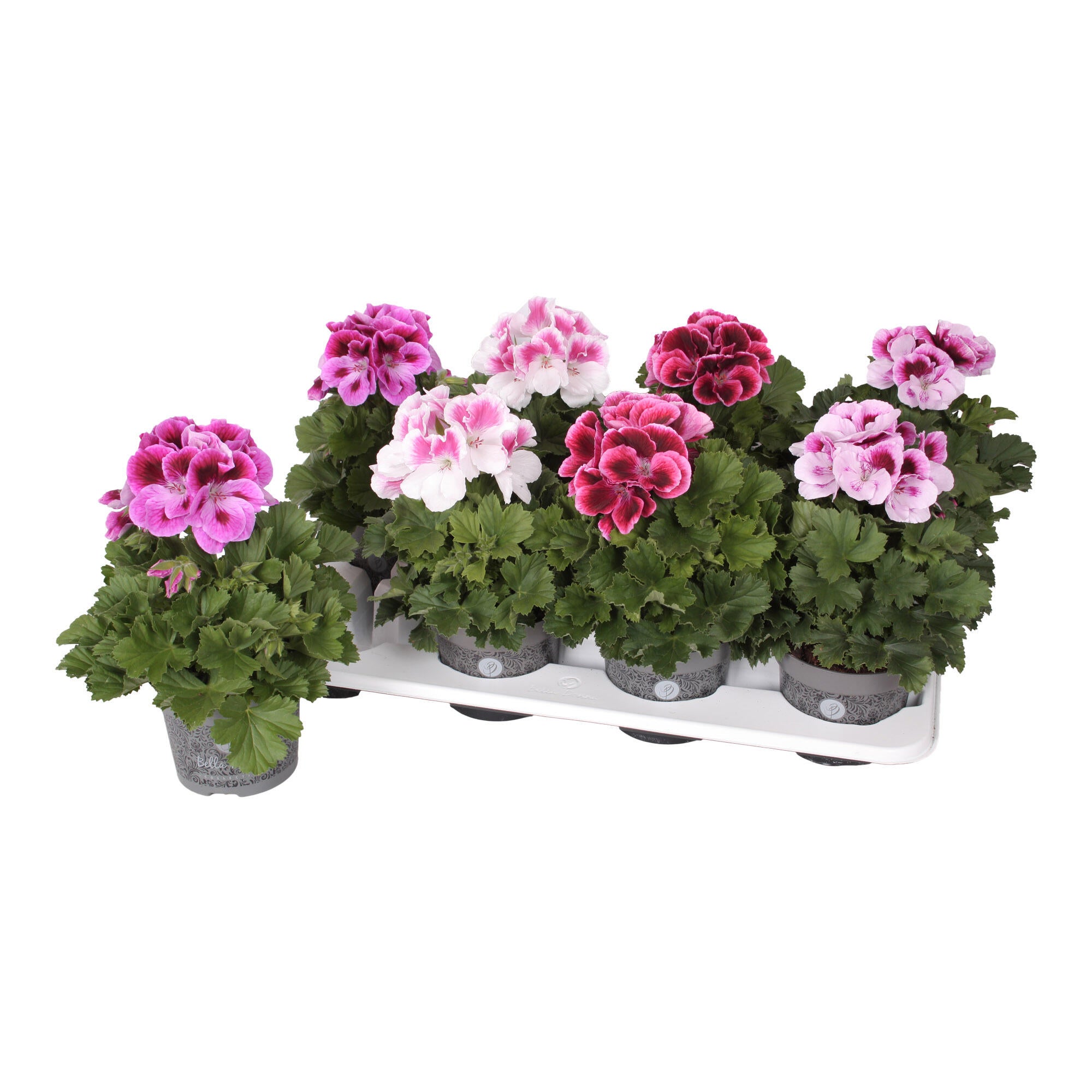 Planta cu flori muscata Bella Donna, H 28 cm, Ø ghiveci 12 cm, diverse culori