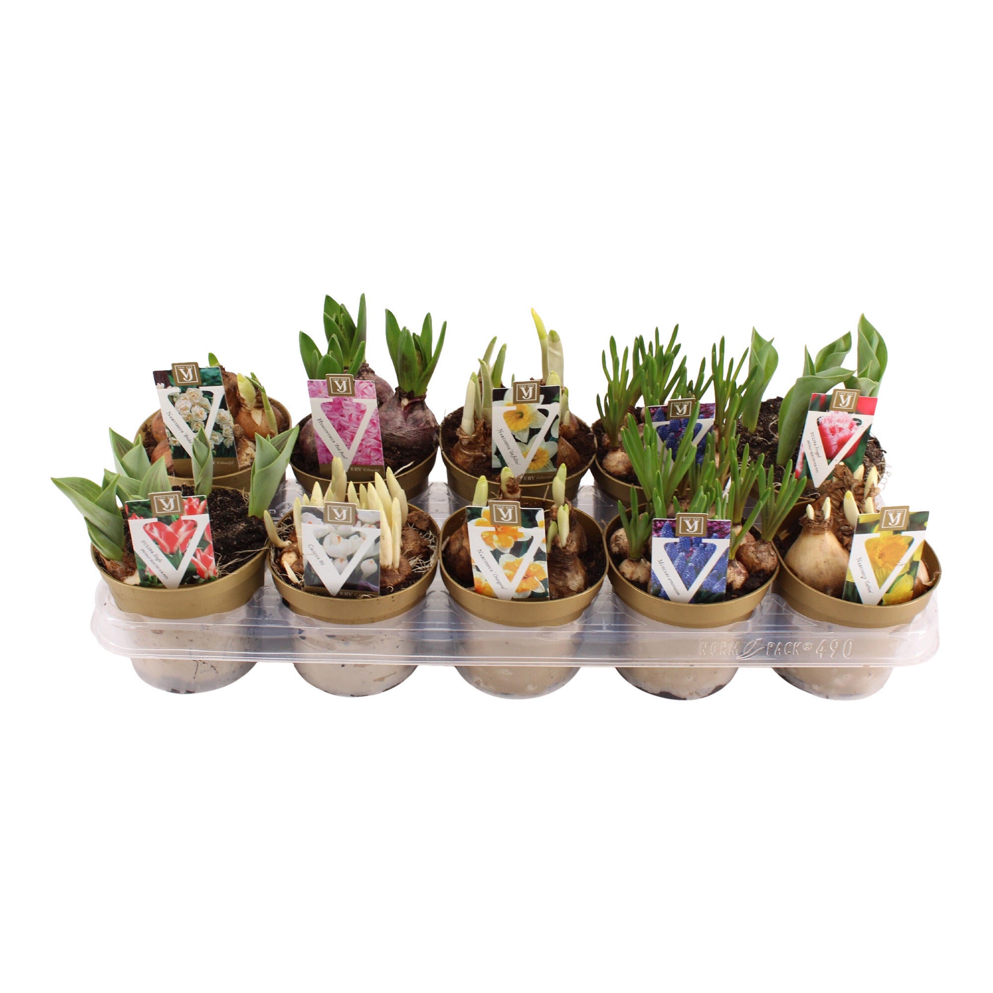 Bulbi flori, Hamiplant, diverse specii