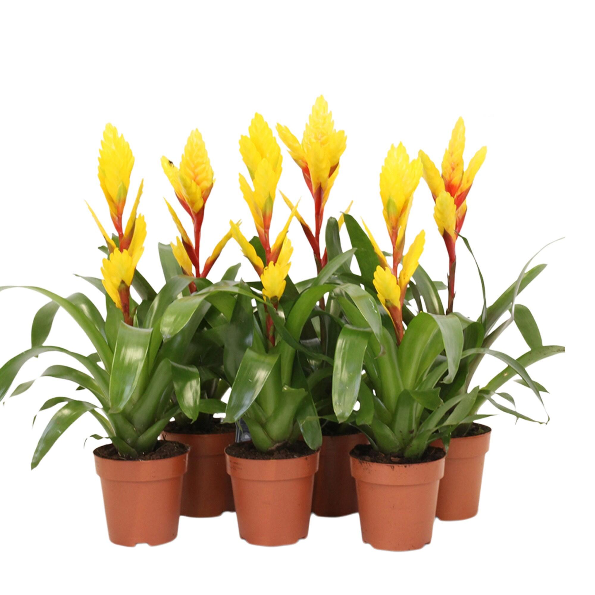 Vriesea Davine D12 H50