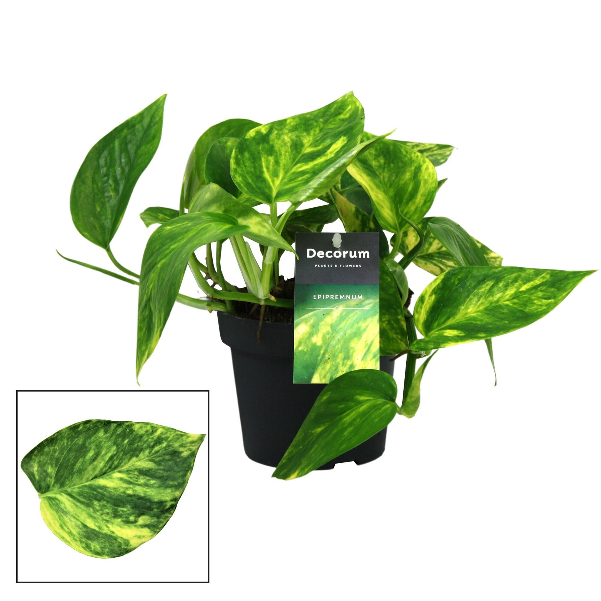 Planta verde Scindapsus Pinnatum magic, H 16 - 30 cm, Ø ghiveci 12 cm