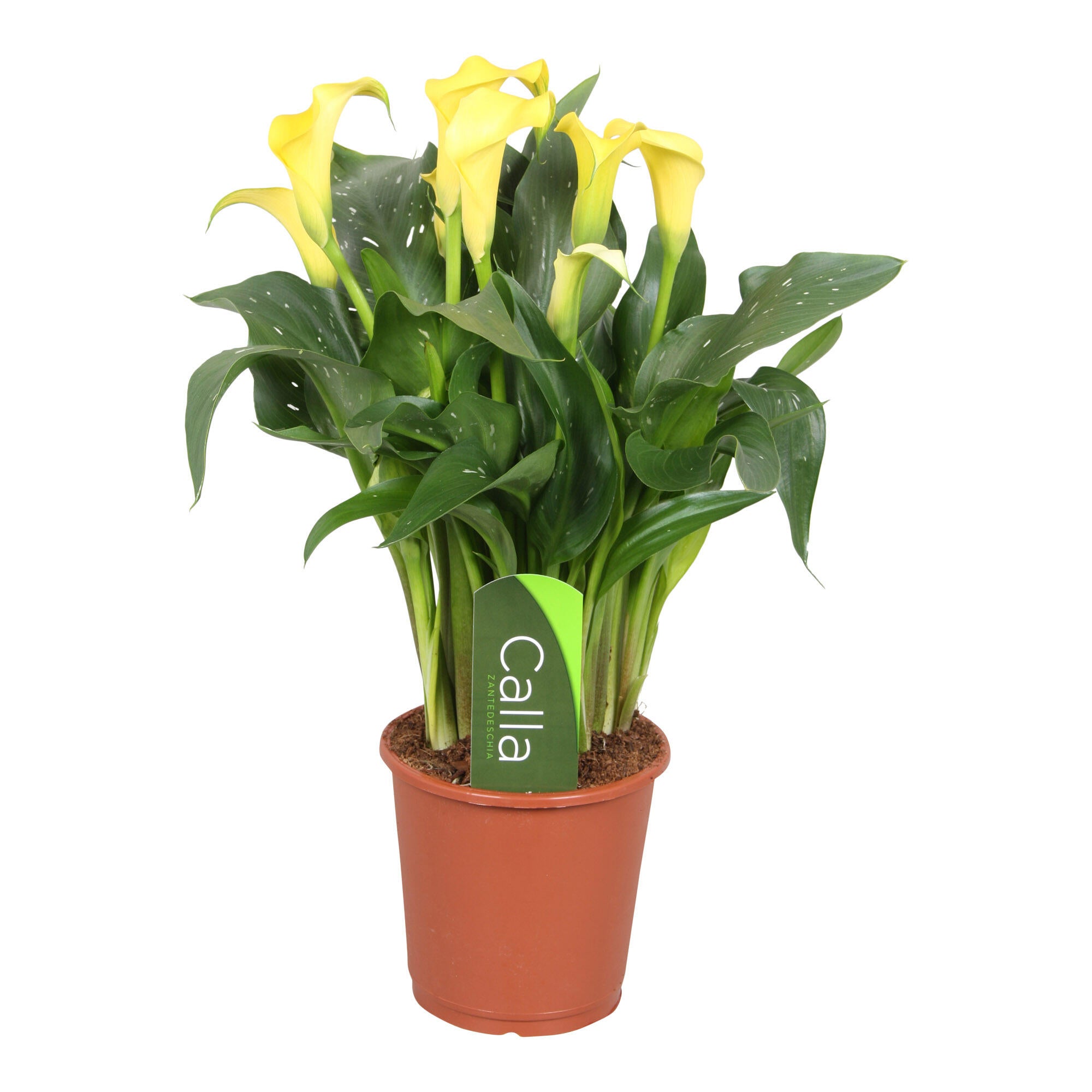 Planta cu flori Calla Zantedeschia, H 40 cm, Ø ghiveci 13 cm, galbena