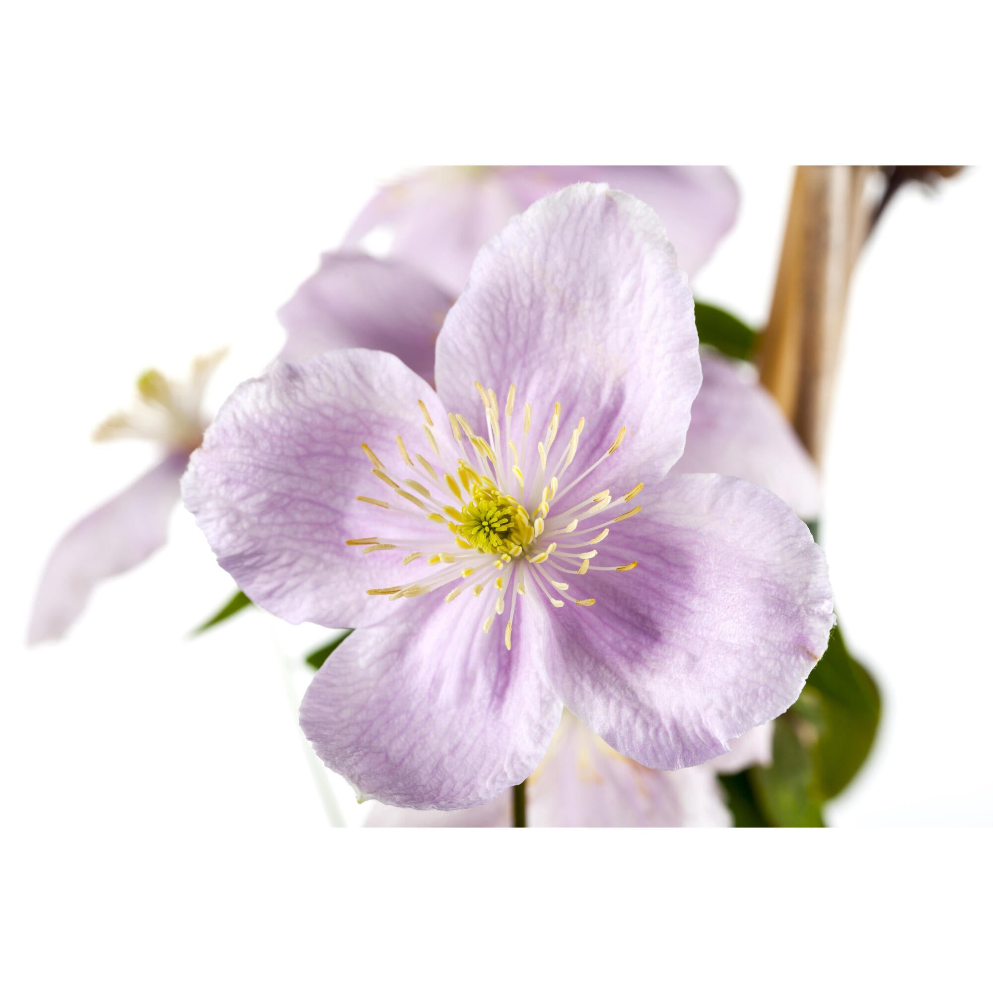 Planta cu flori Clematis, mix