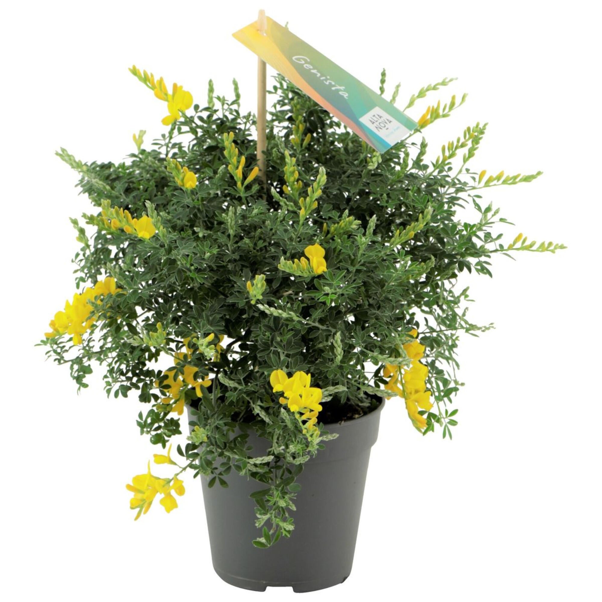 Planta de exterior, Genista H <50 cm, Ø 13 cm