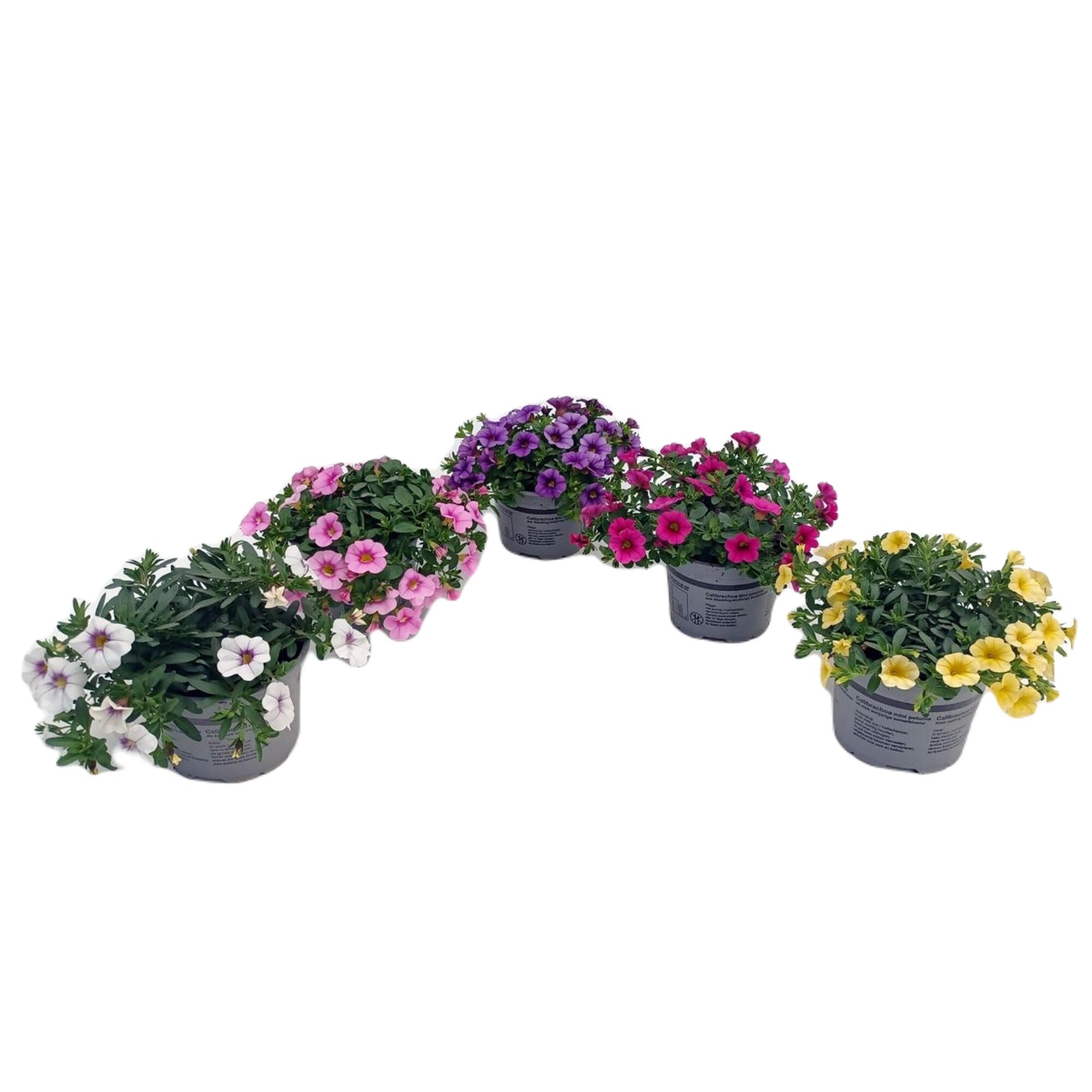 Planta de exterior, Callibrachoa, H <50 p12, Ø 12, diverse culori