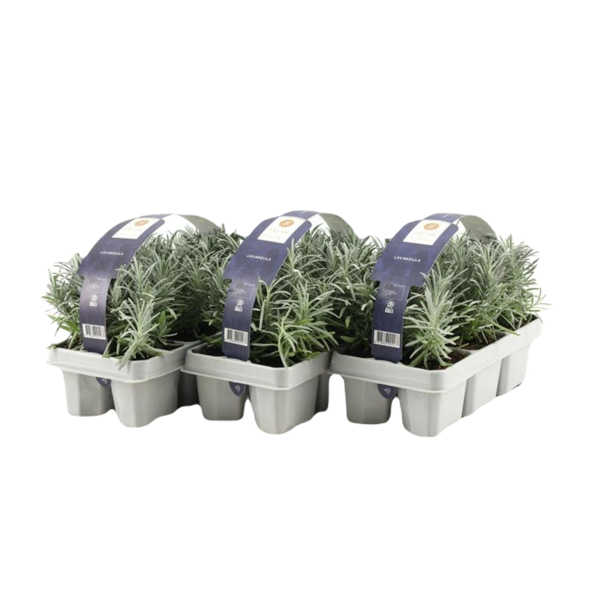Planta de exterior cu flori Lavandula Angustifolia, H < 50 cm, Ø 6 cm, mov