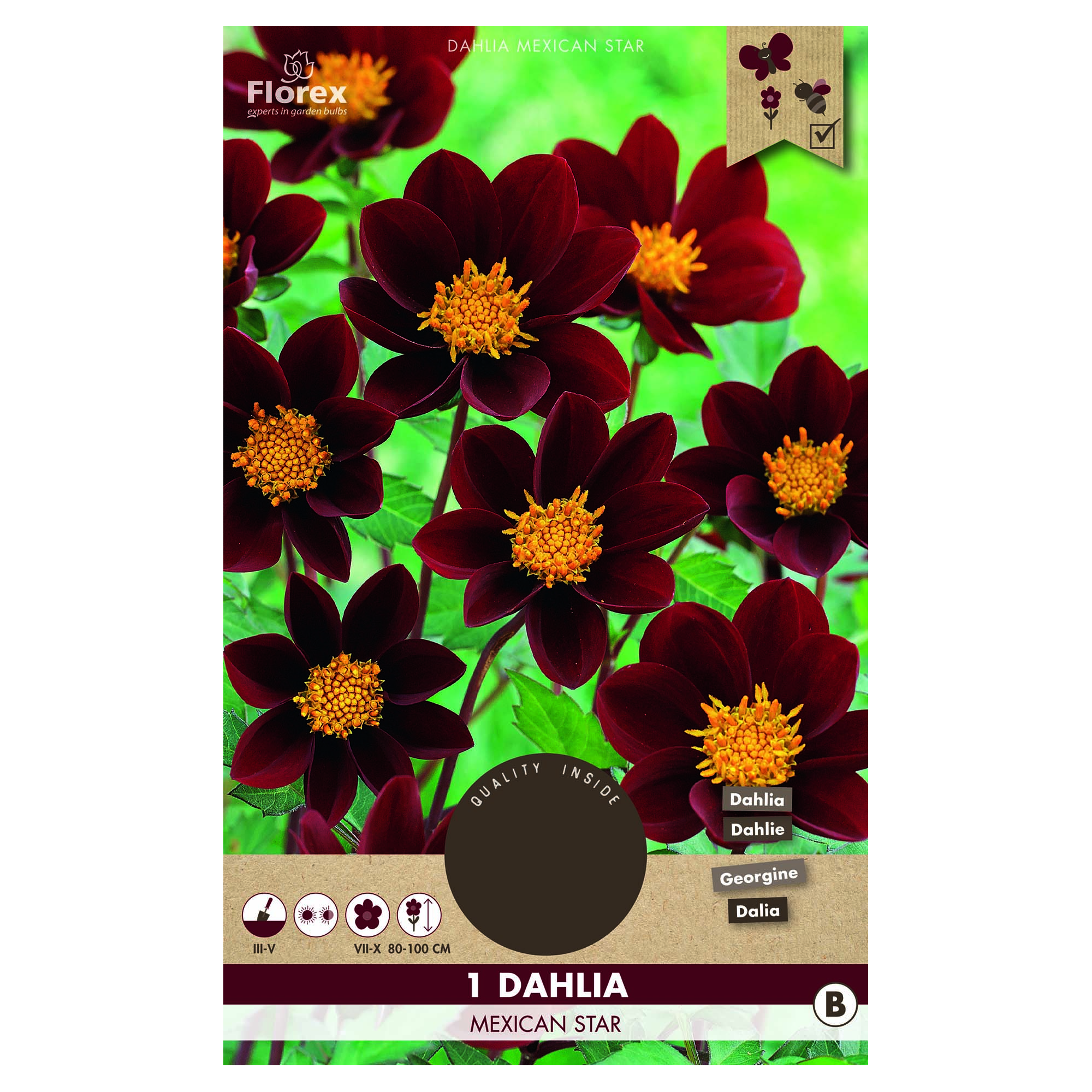 Bulb Dalie Mexican Star, 1 buc