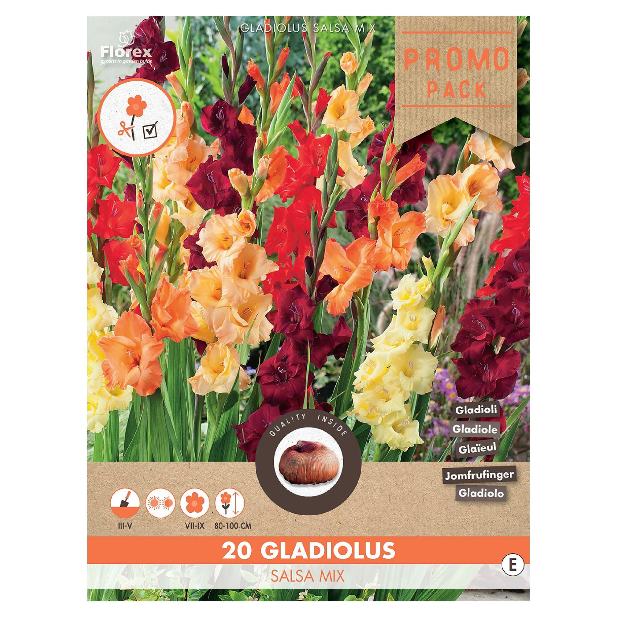 Bulbi gladiole Grandiflora-Salsa mix culori (20 buc)