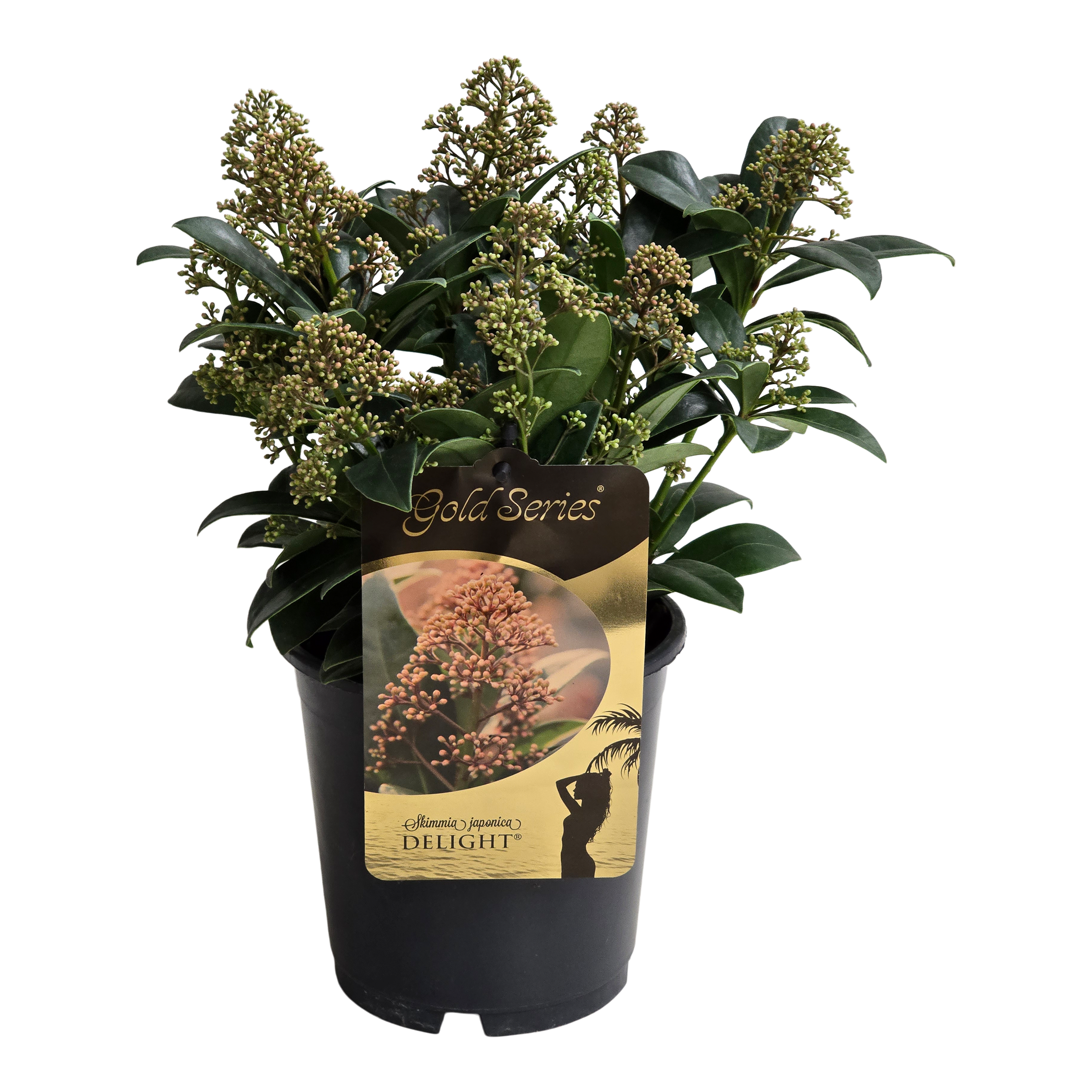 Skimia japońska 35 cm