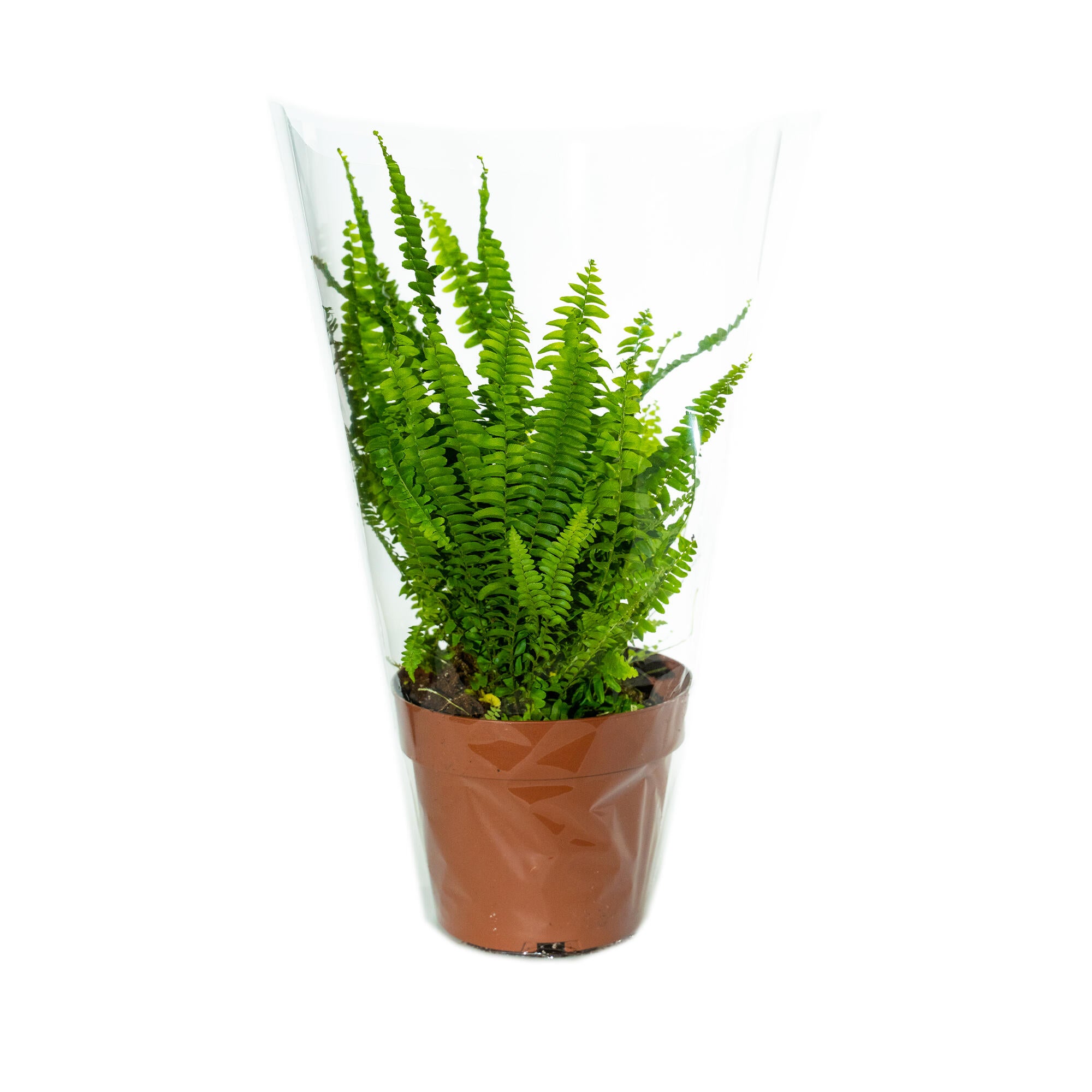 Planta verde exterior Feriga Nephrolepsis, Ø ghiveci 12 cm