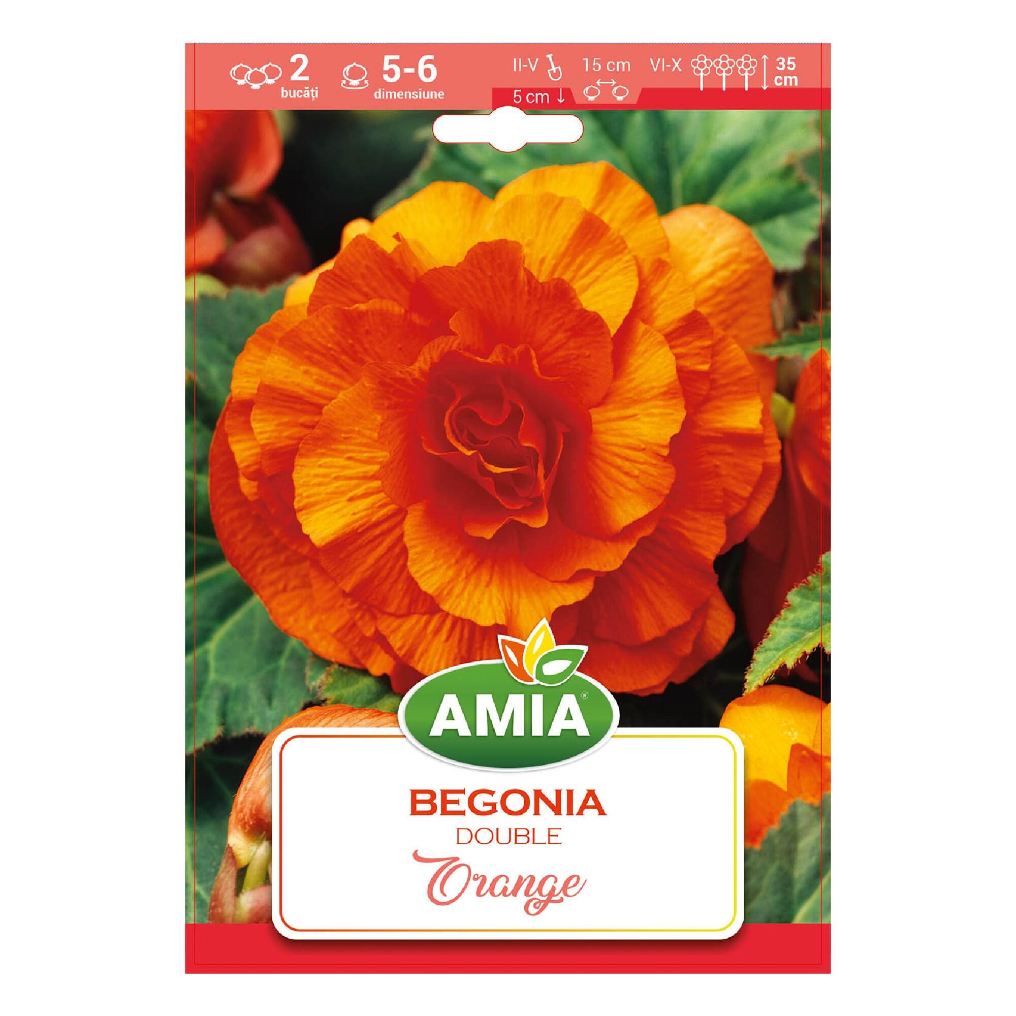Bulbi Begonia, dubla , 2 buc