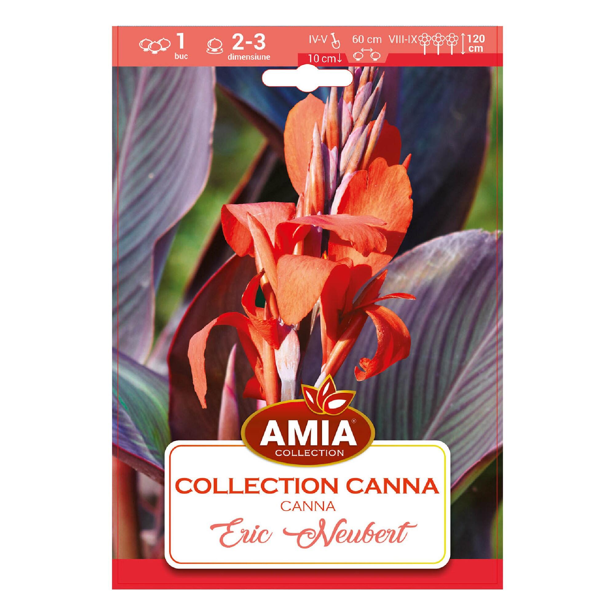 Bulbi Canna, Eric neubert, rosu, 1 buc