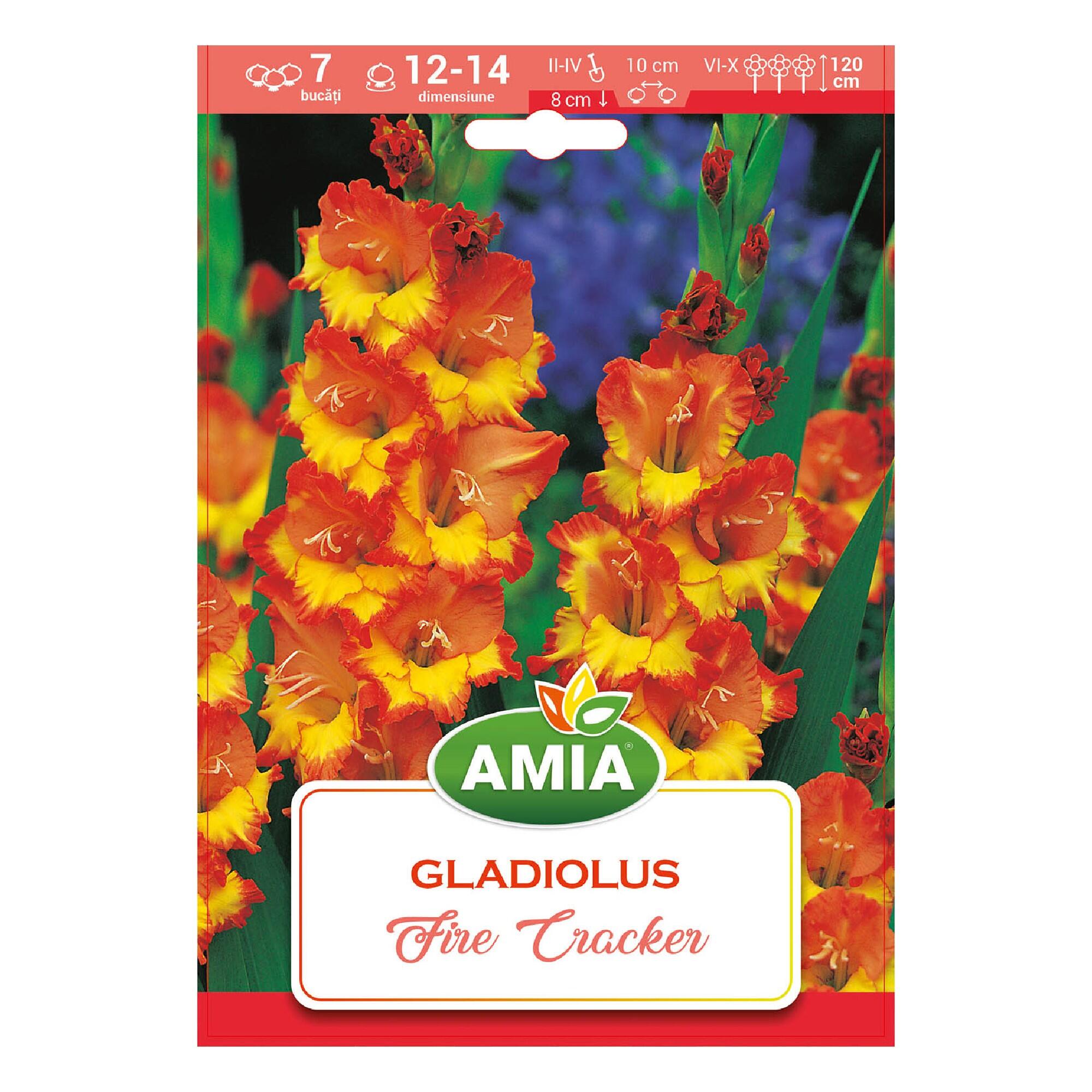 Bulbi Galadiola, Firecracker, rosu, 7 buc