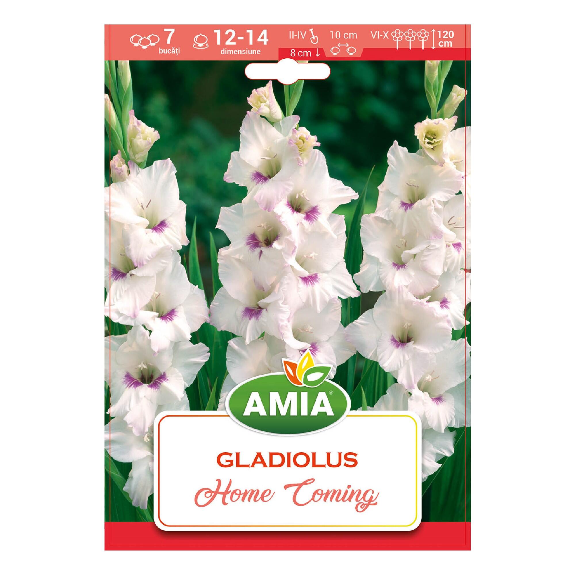 Bulbi Galadiola, Home coming, alb, 7 buc