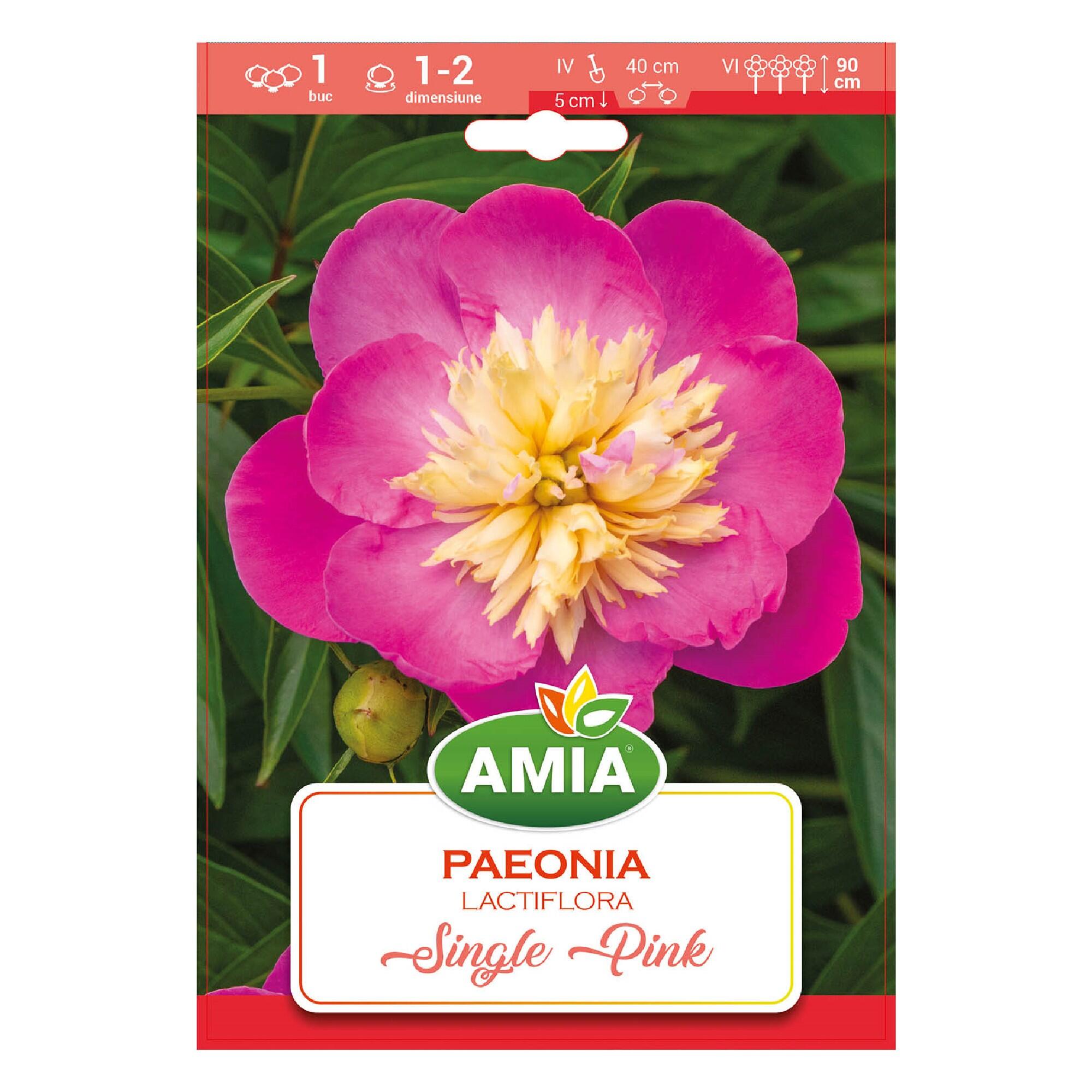 Bulbi Paeonia, simplu, roz, 1 buc