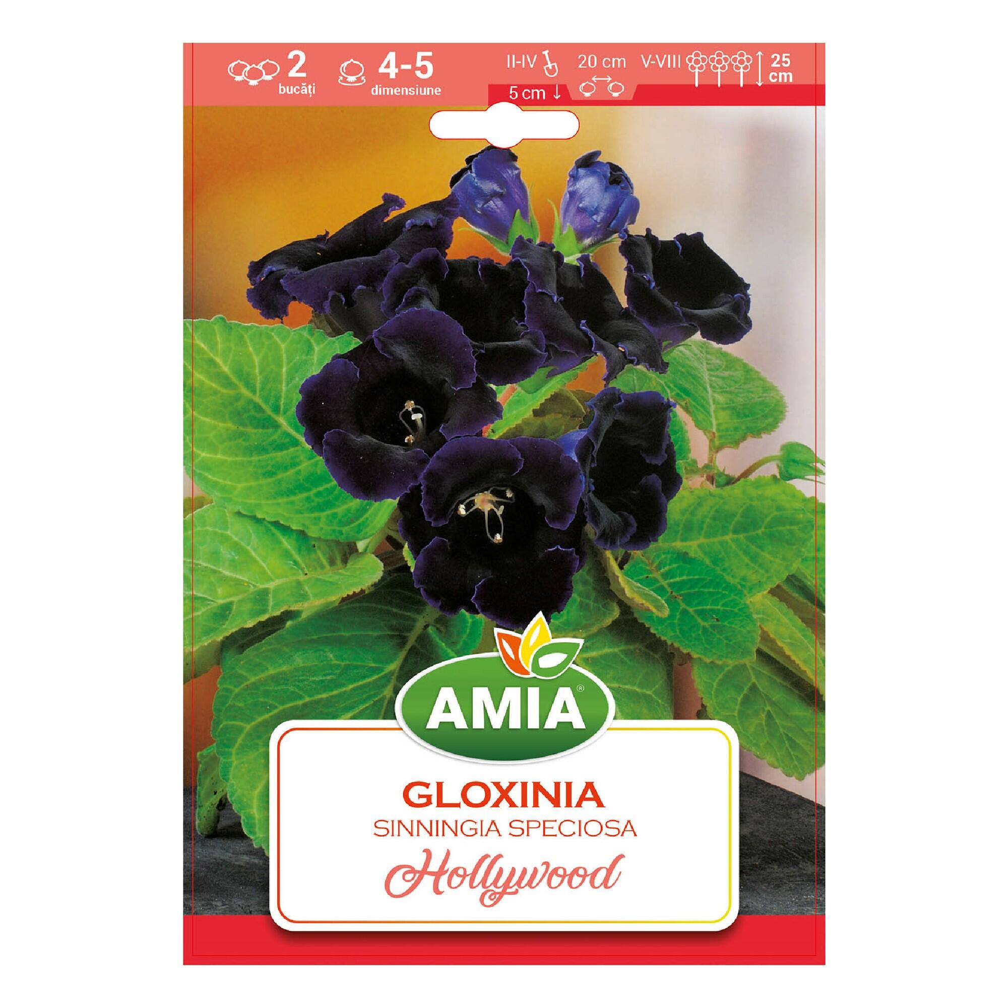 Bulbi Gloxinia, Hollywood, indigo, 2 buc