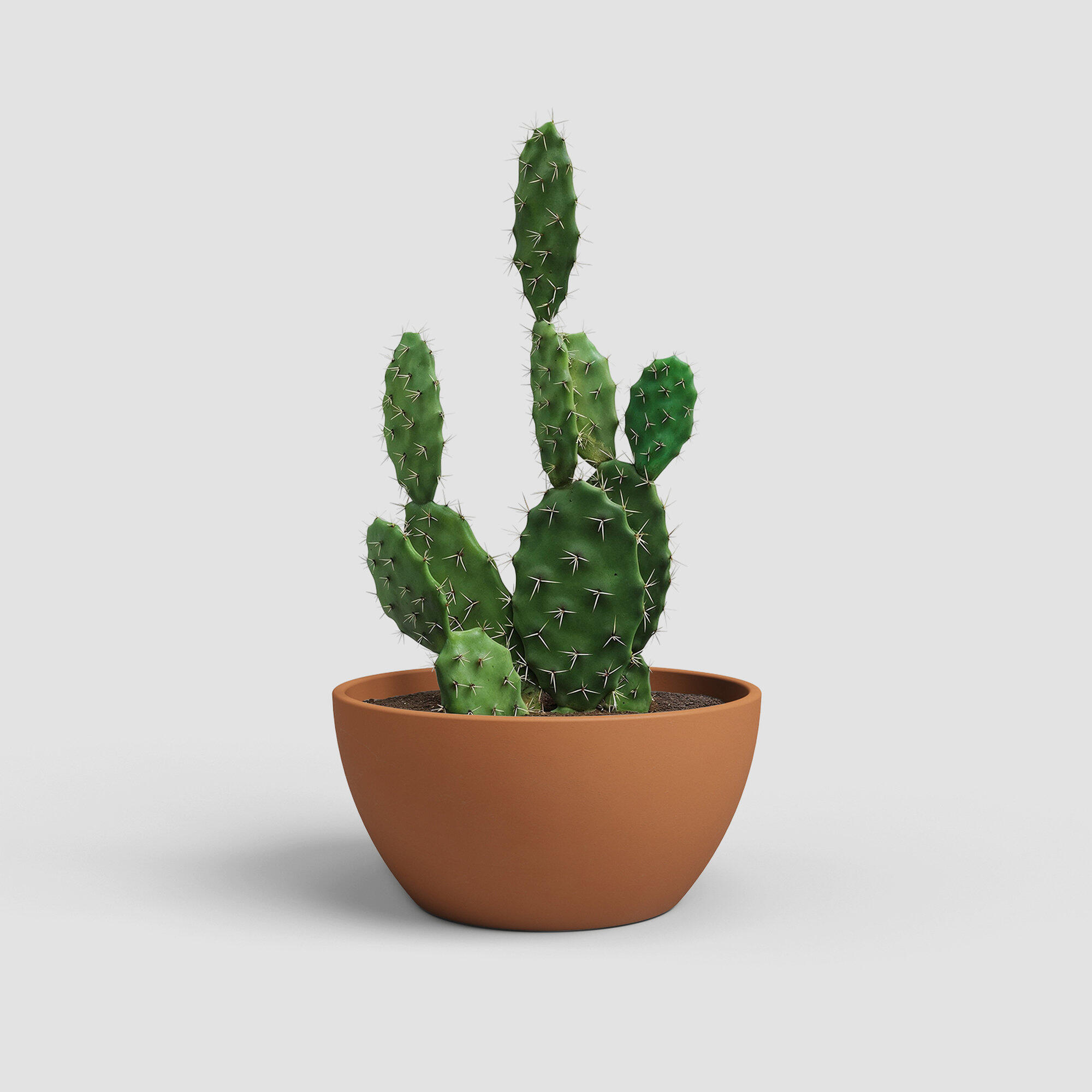 Maceta cónica de terracota ARTEVASI Emília ø 28 cm y 14 cm altura marrón topo - 2