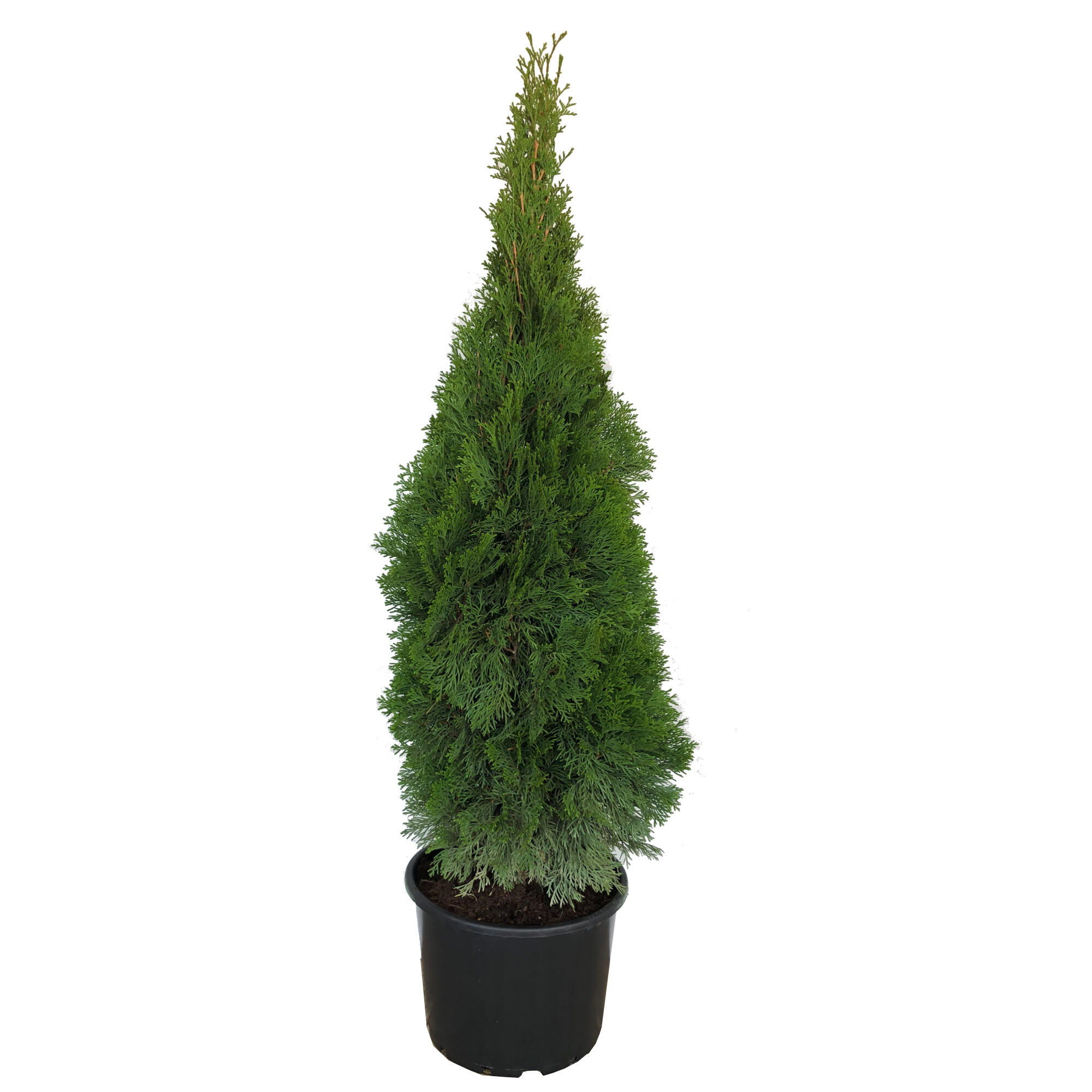 Conifer decorativ Thuja Smaragd, mutat in ghiveci, H 100 - 120 cm
