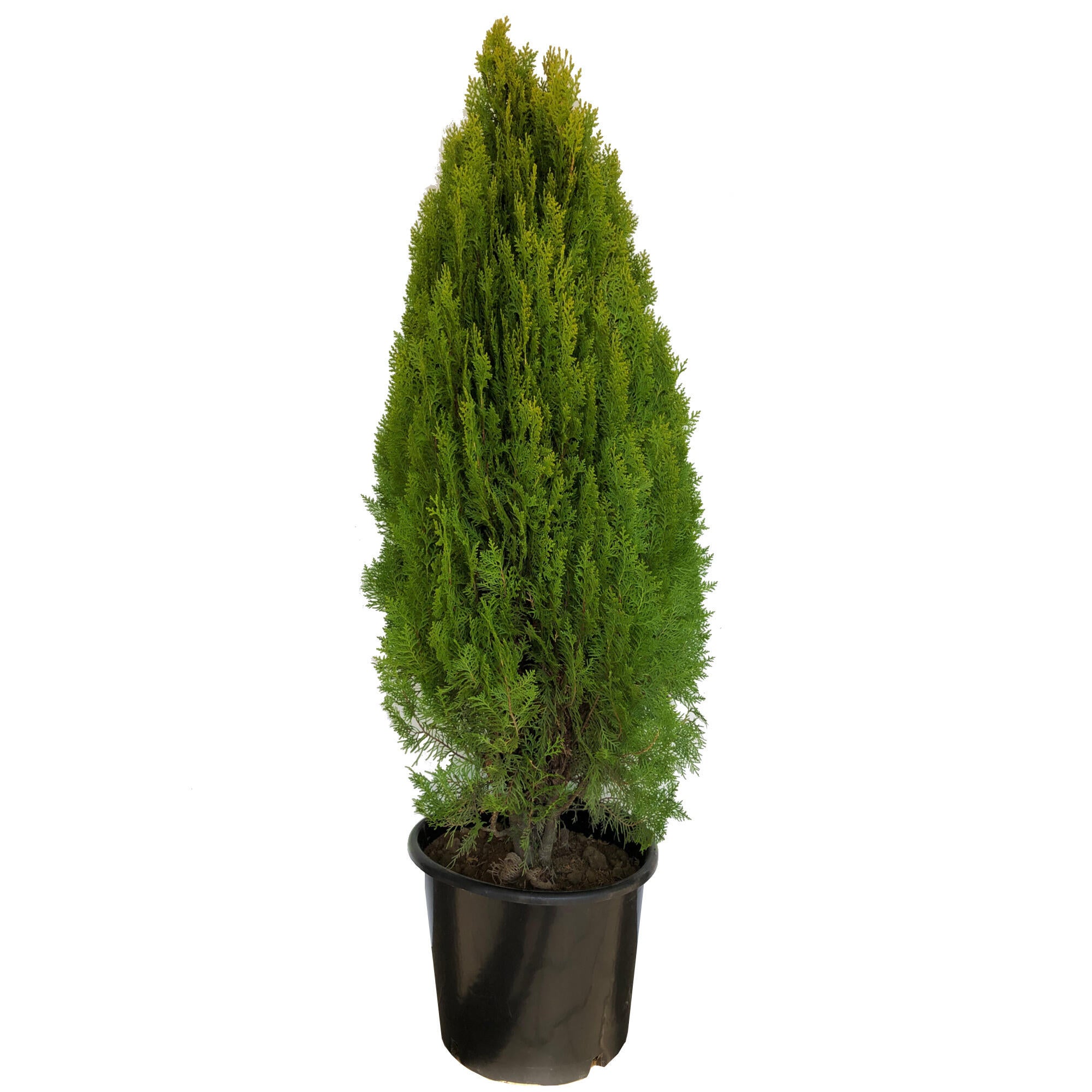 Conifer decorativ Thuja Aureanana, mutat in ghiveci, H 100 cm