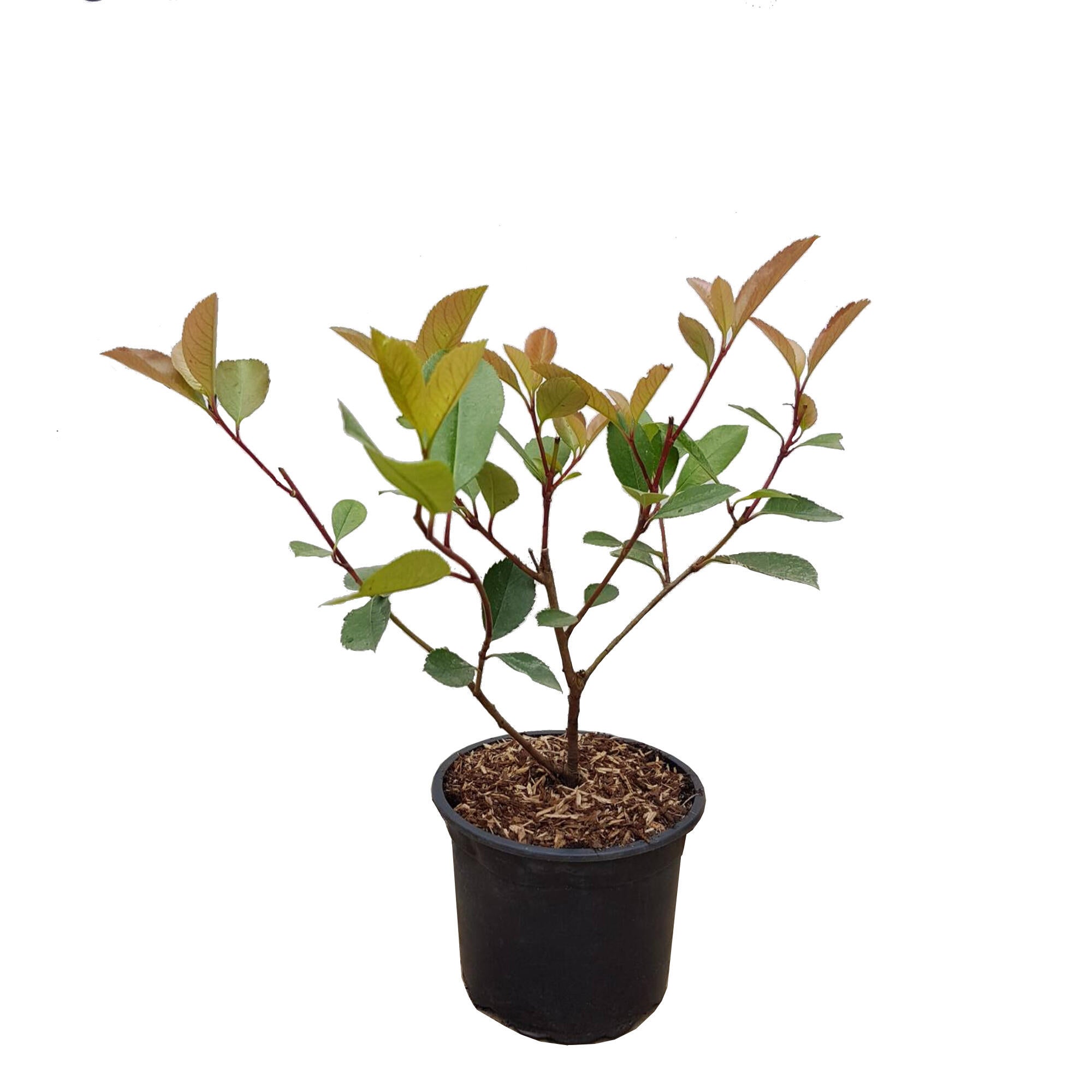 Conifer decorativ Photinia Red Robin, H 20 cm