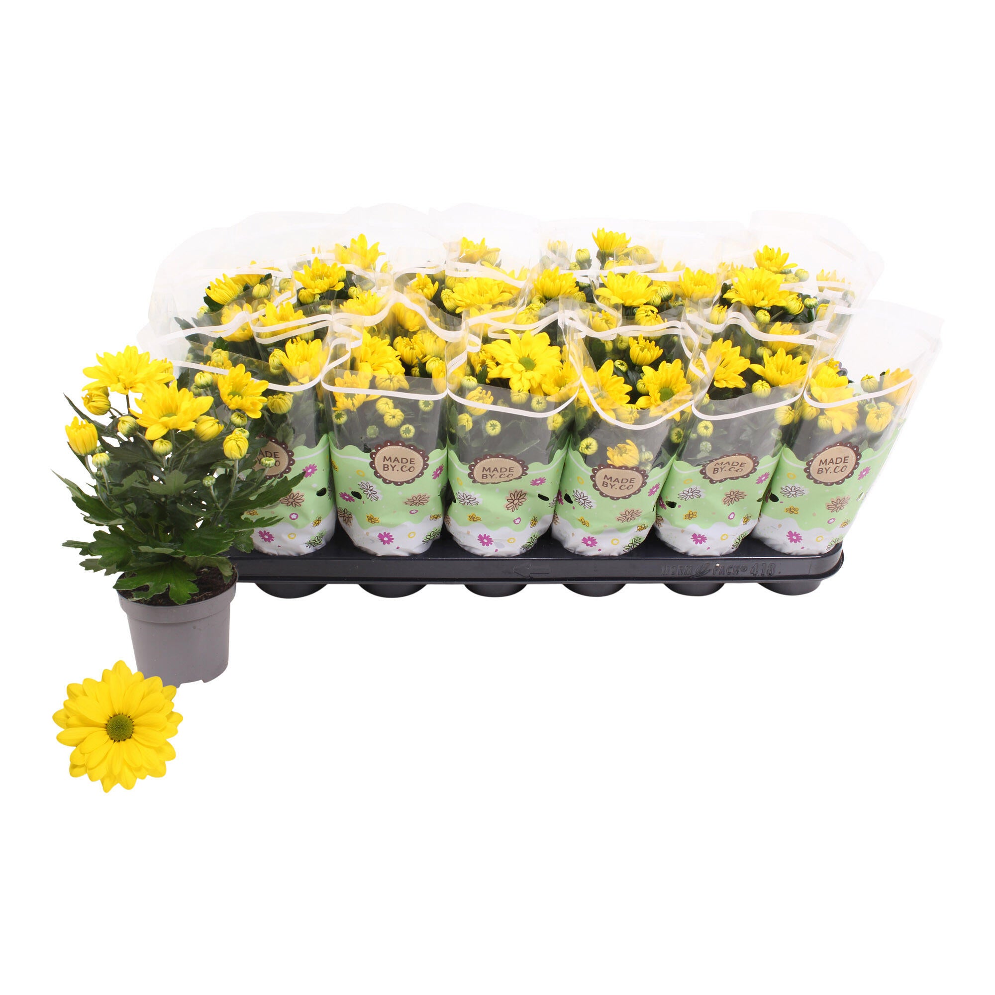 Planta cu flori Crizantema, H 22 cm, Ø ghiveci 9 cm, diverse culori