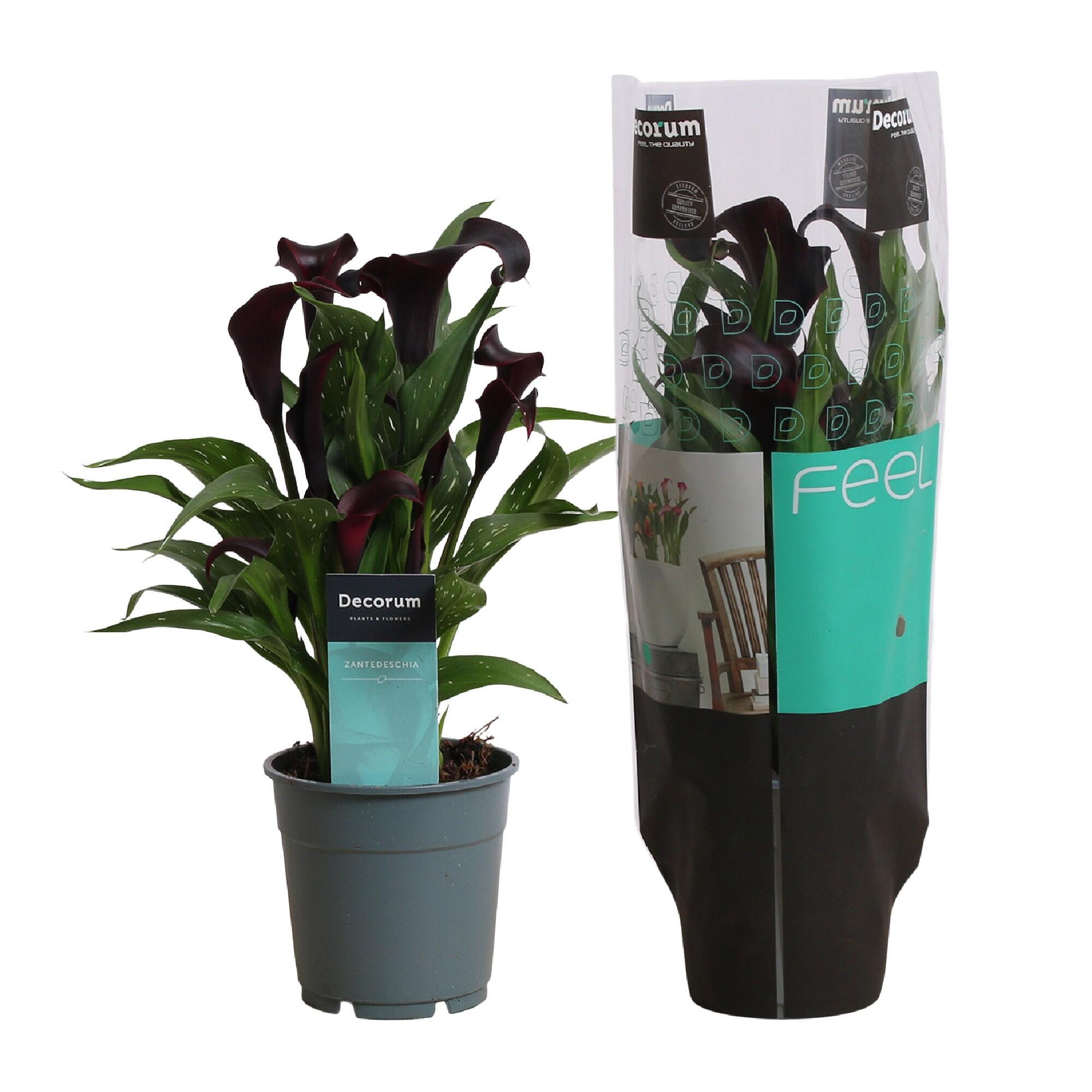 Zantedeschia Mov D12H40