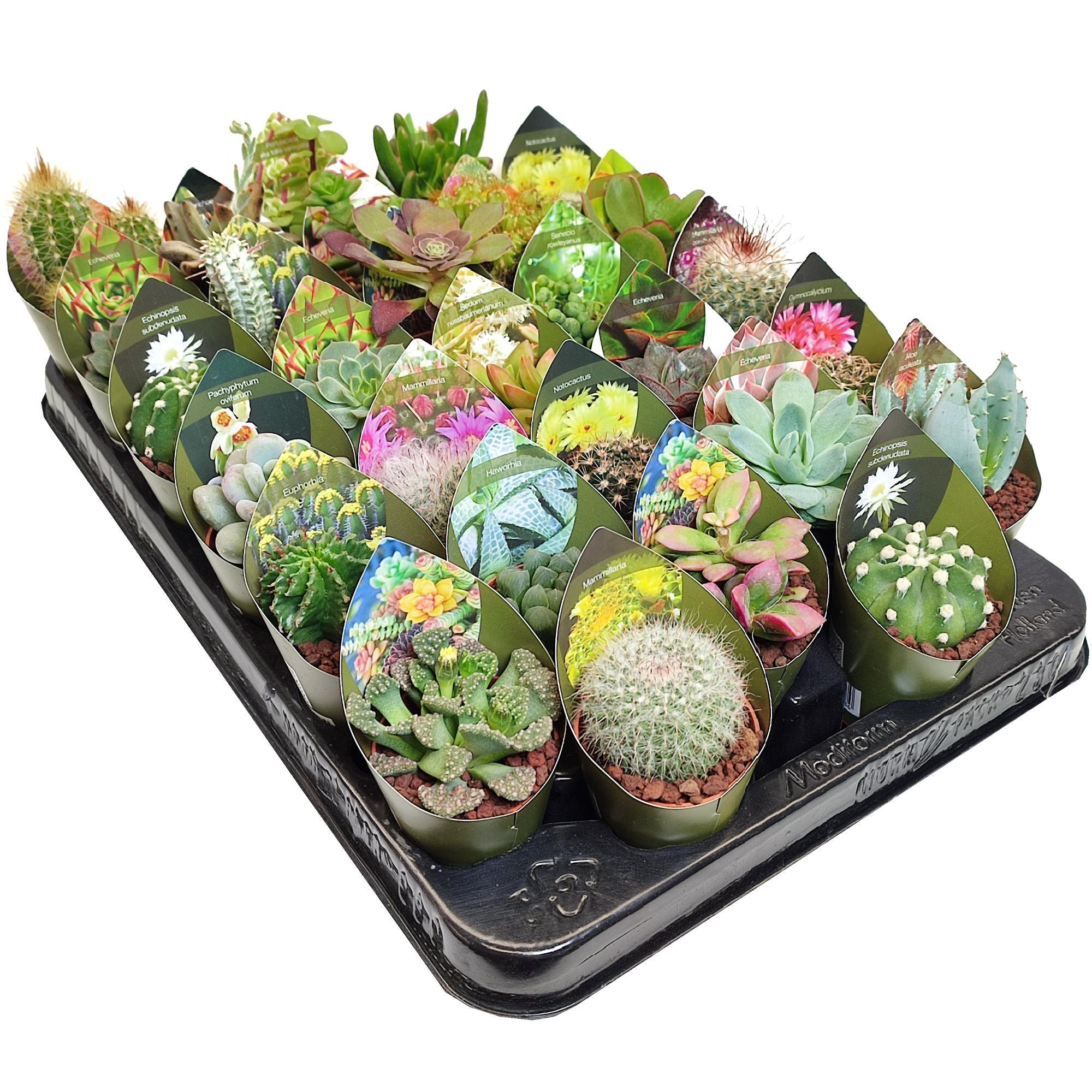 Plante verzi, Cactus mix & Suculente, inaltime < 10 cm, Ø ghiveci 5.5 cm, diverse specii