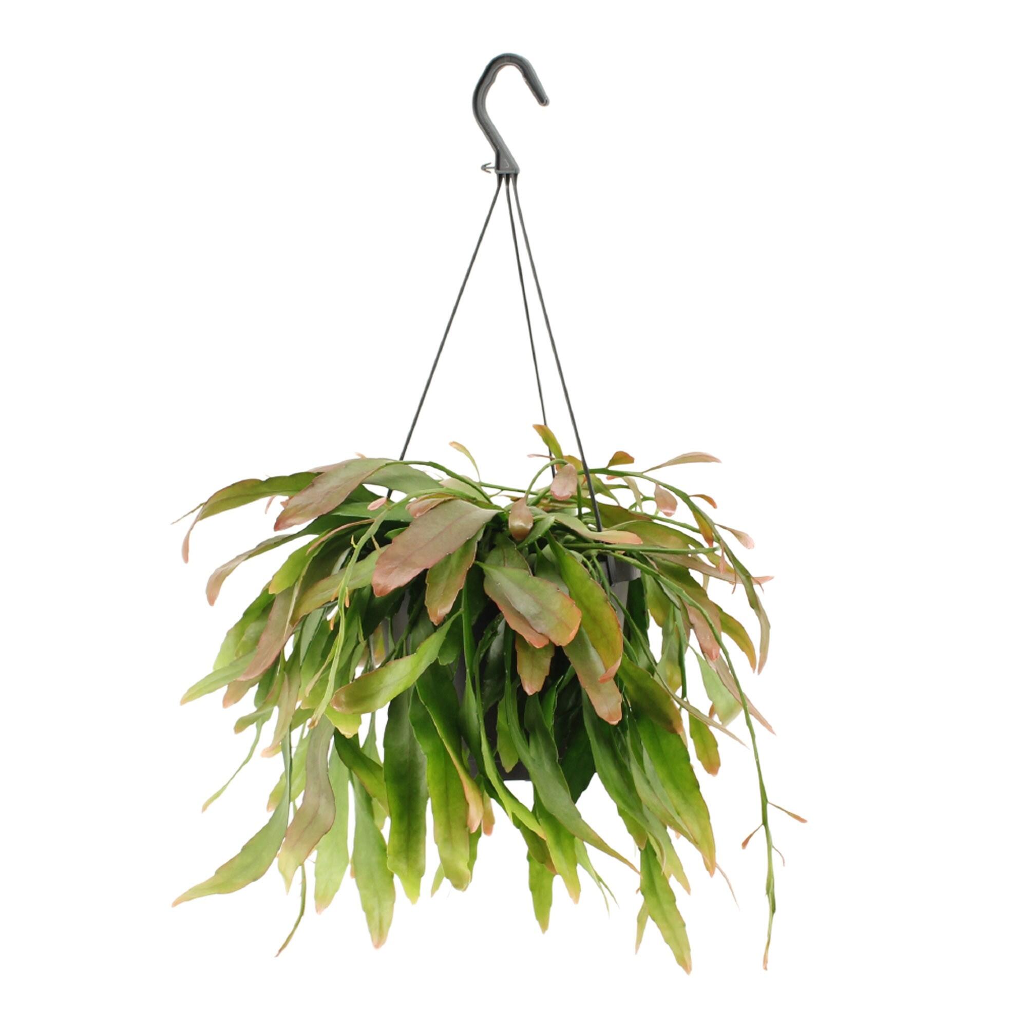 Planta verde, Rhipsalis, inaltime 16 - 30 cm, Ø ghiveci 17 cm