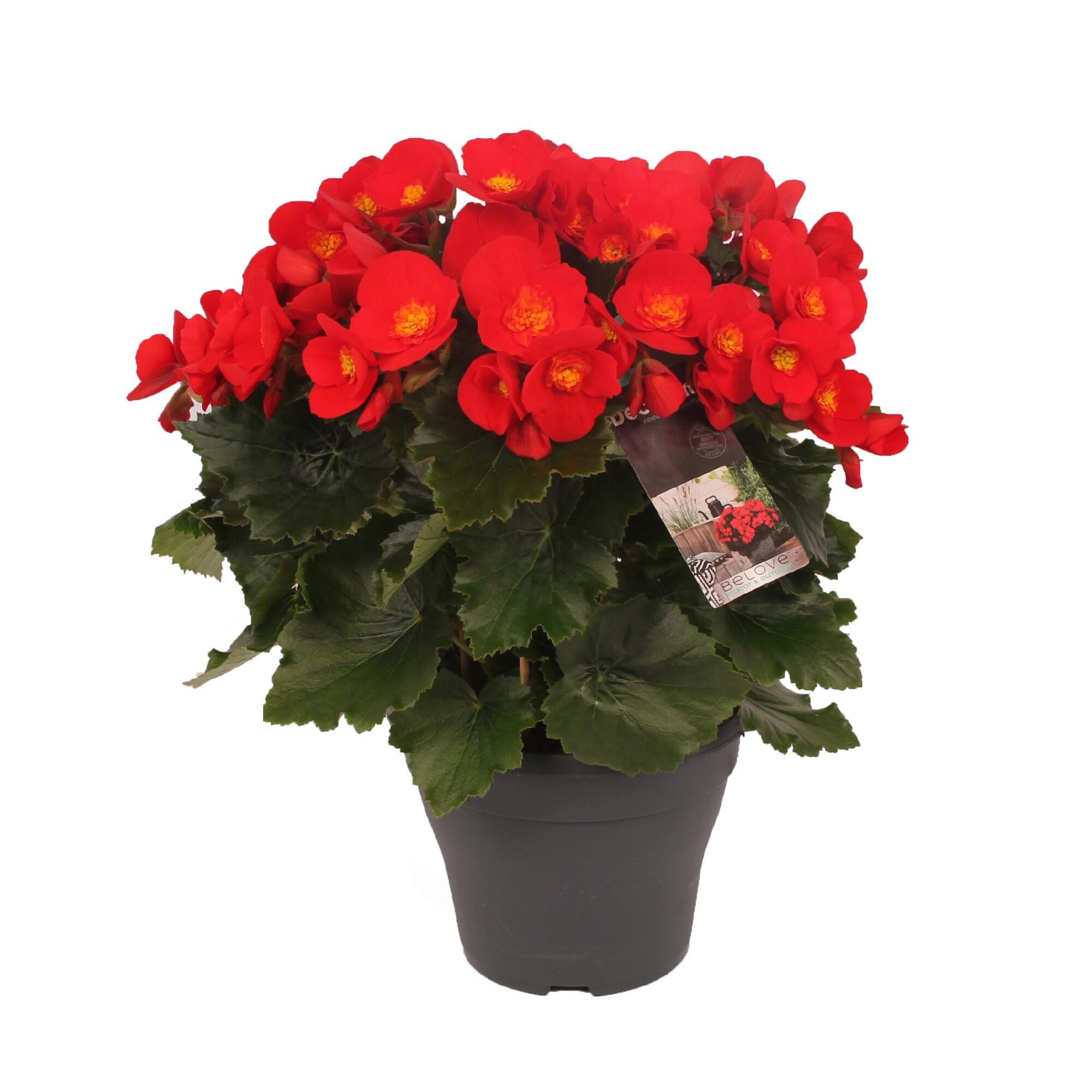 Planta cu fori, Begonia, inaltime 35 cm, Ø ghiveci 19 cm