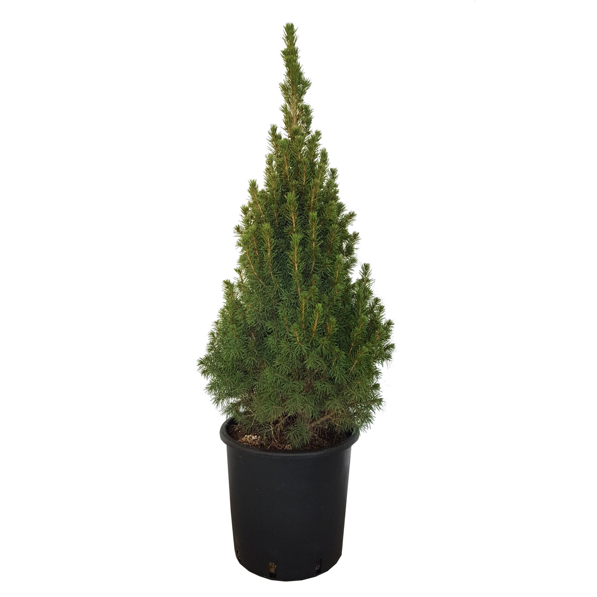 Conifer decorativ Picea Conica, crescut in ghiveci, H < 60 cm