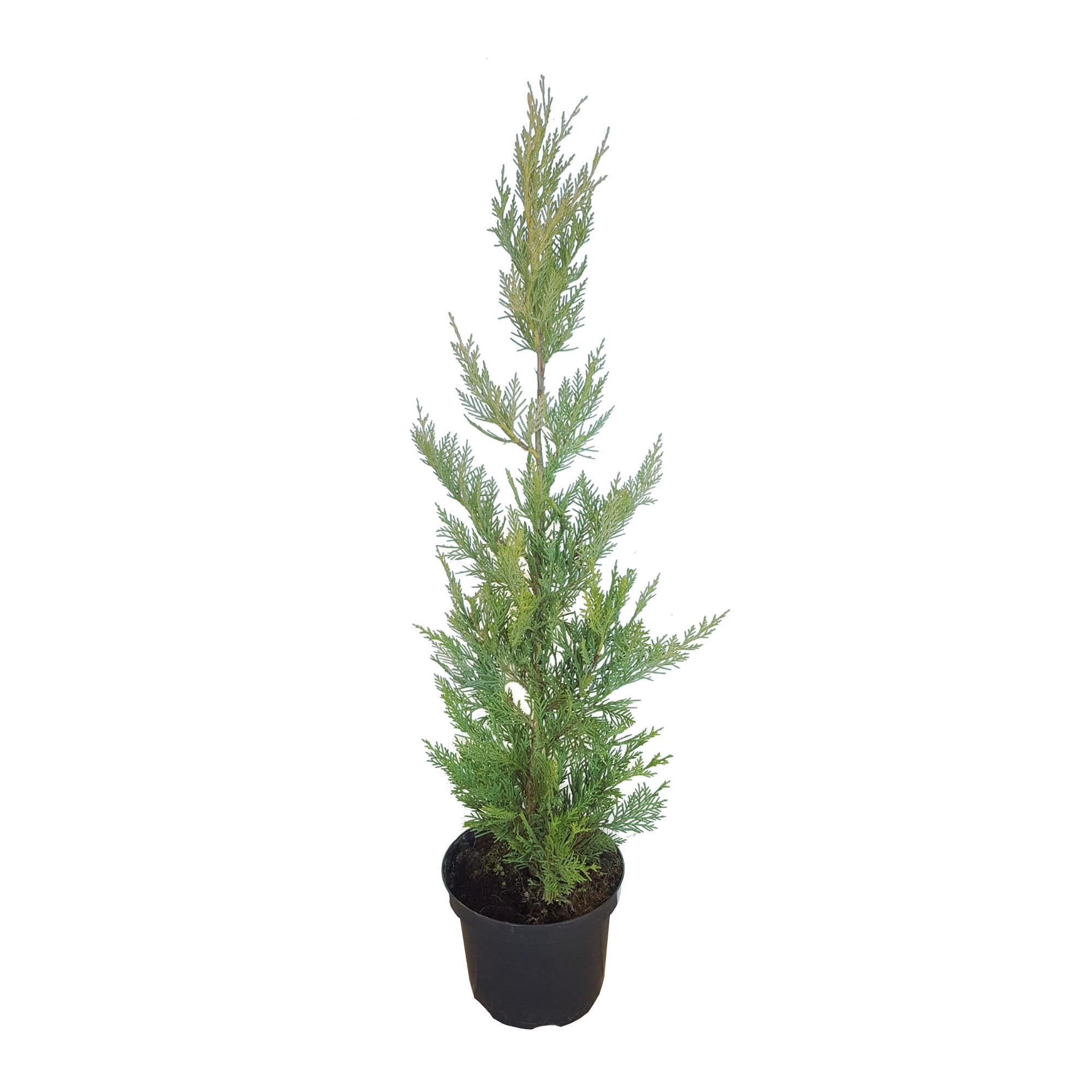 Conifer decorativ Picea Conica, H 40 - 60 cm