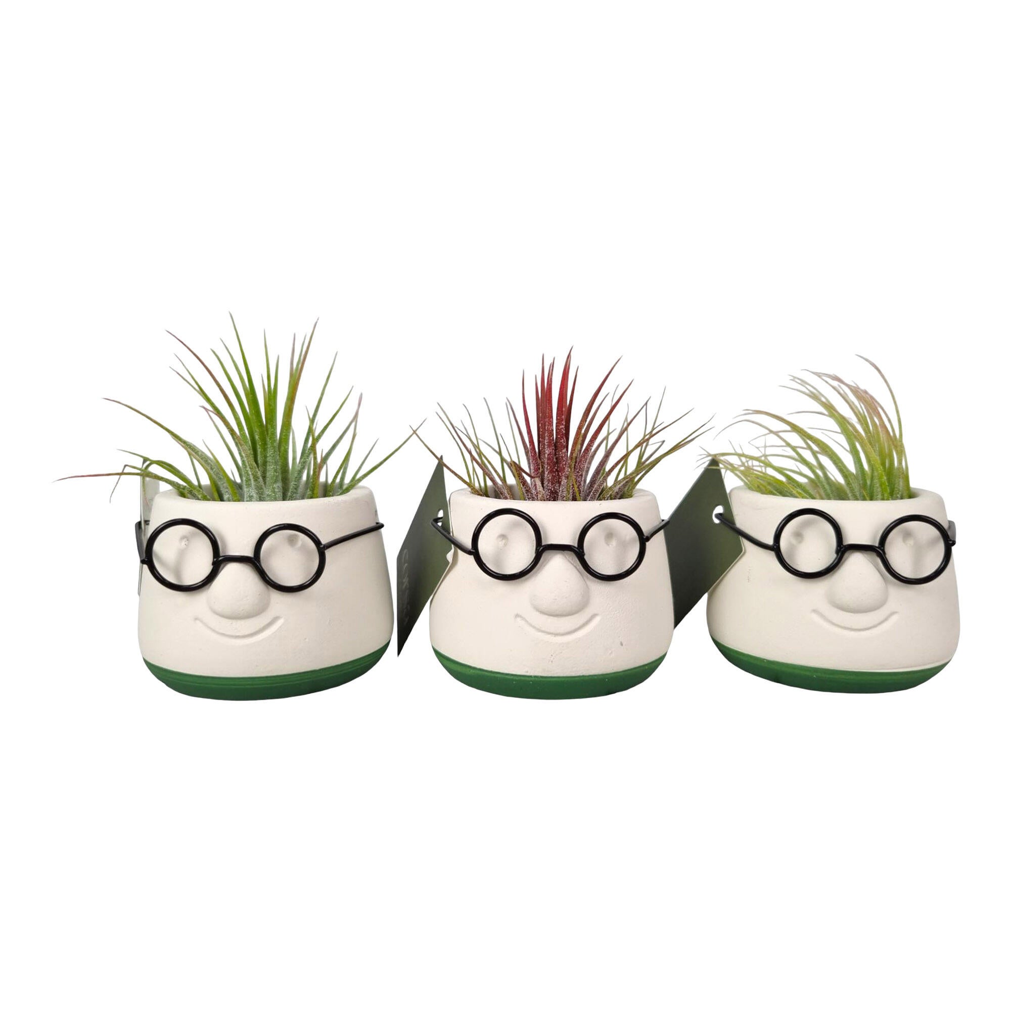 Planta verde, Tillandsia Mini Dude, H 16 - 32 cm, Ø ghiveci 6 cm, diverse culori