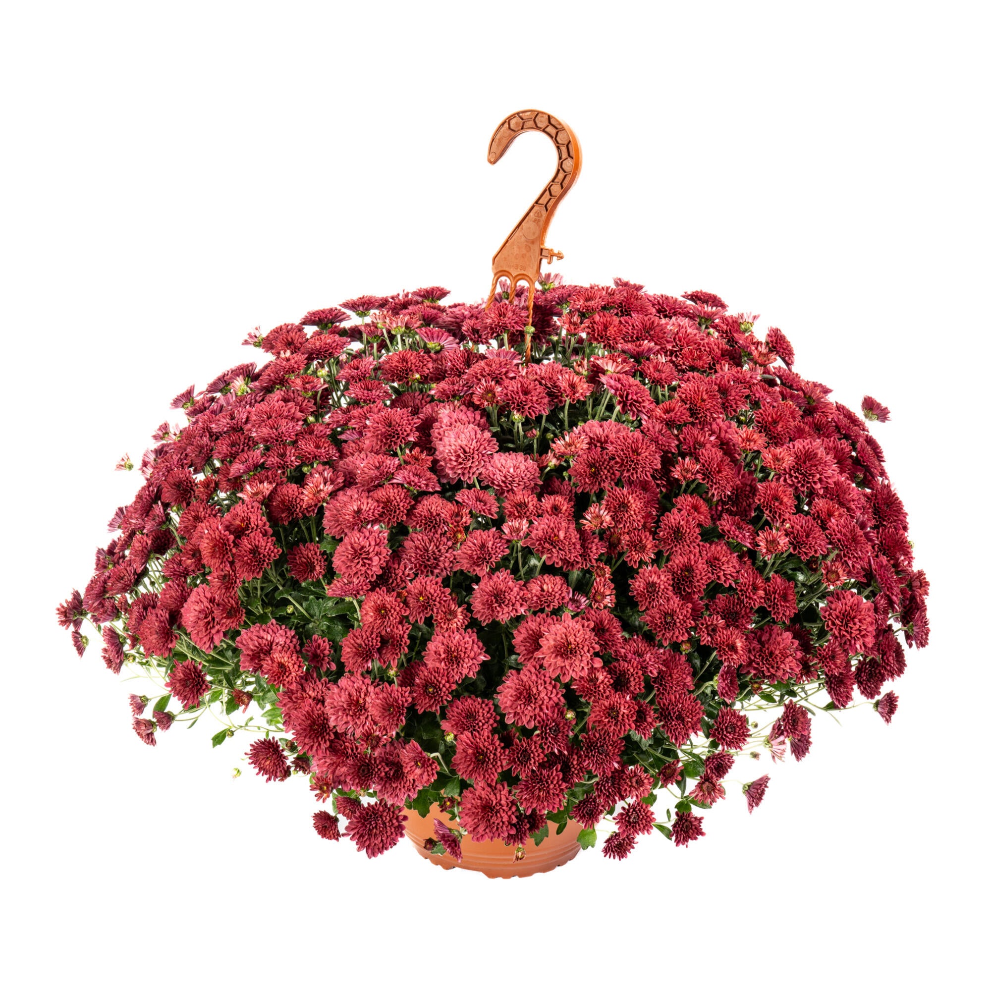 Planta cu flori Crizantema in ghiveci cu agatatoare, Ø ghiveci 19, diverse culori
