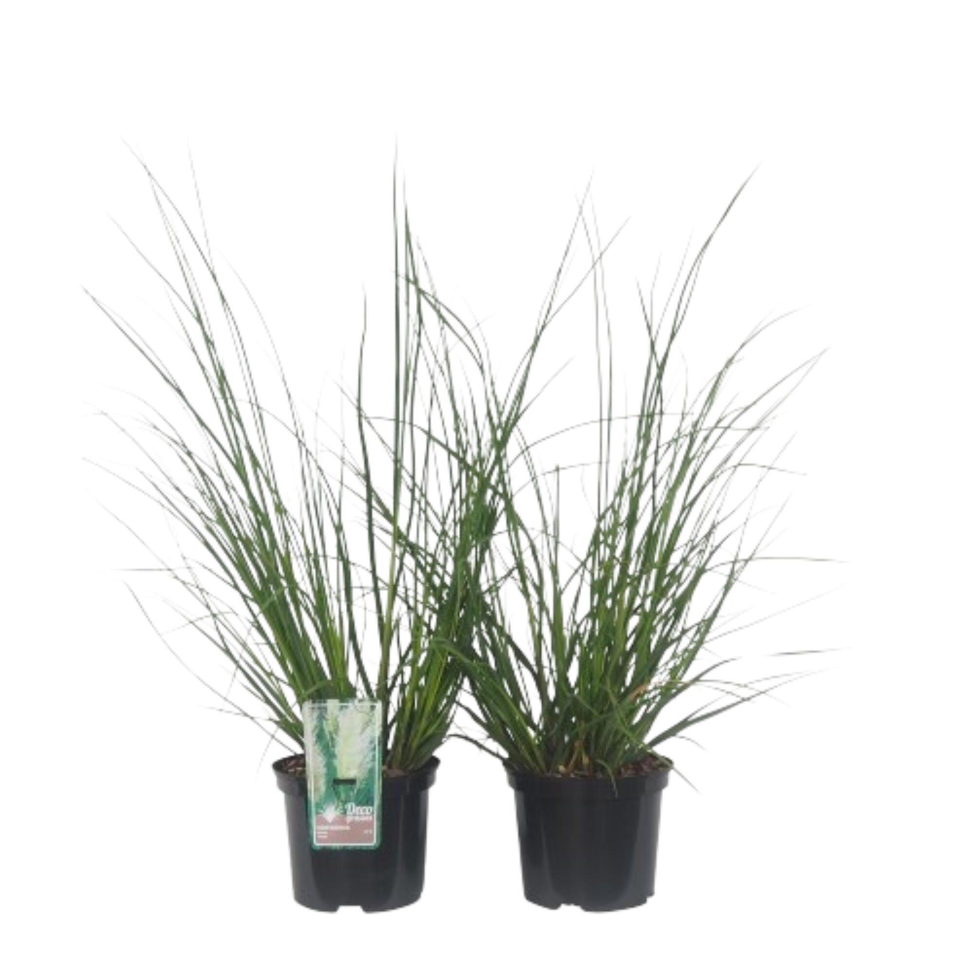 Planta verde Cortaderia Pampas, mix, Ø ghiveci 9 cm