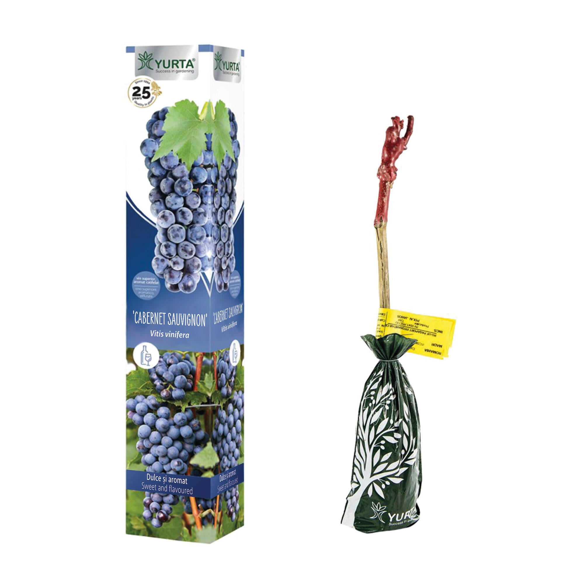 Butas vita de vie, soi Cabernet Sauvignon, H 41 - 60 cm, albastru