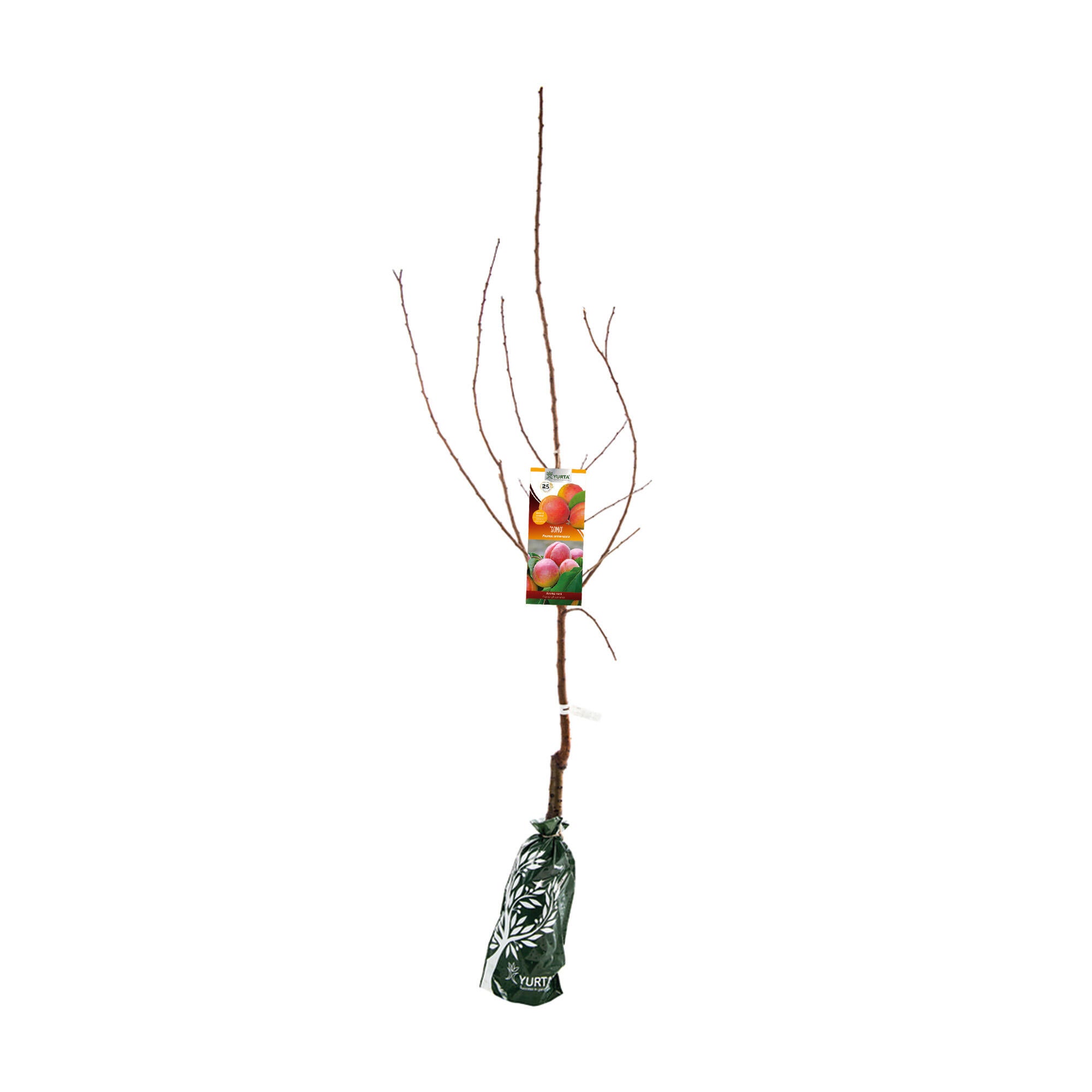 Pom fructifer Cais Somo, H 121-150 cm, portocaliu