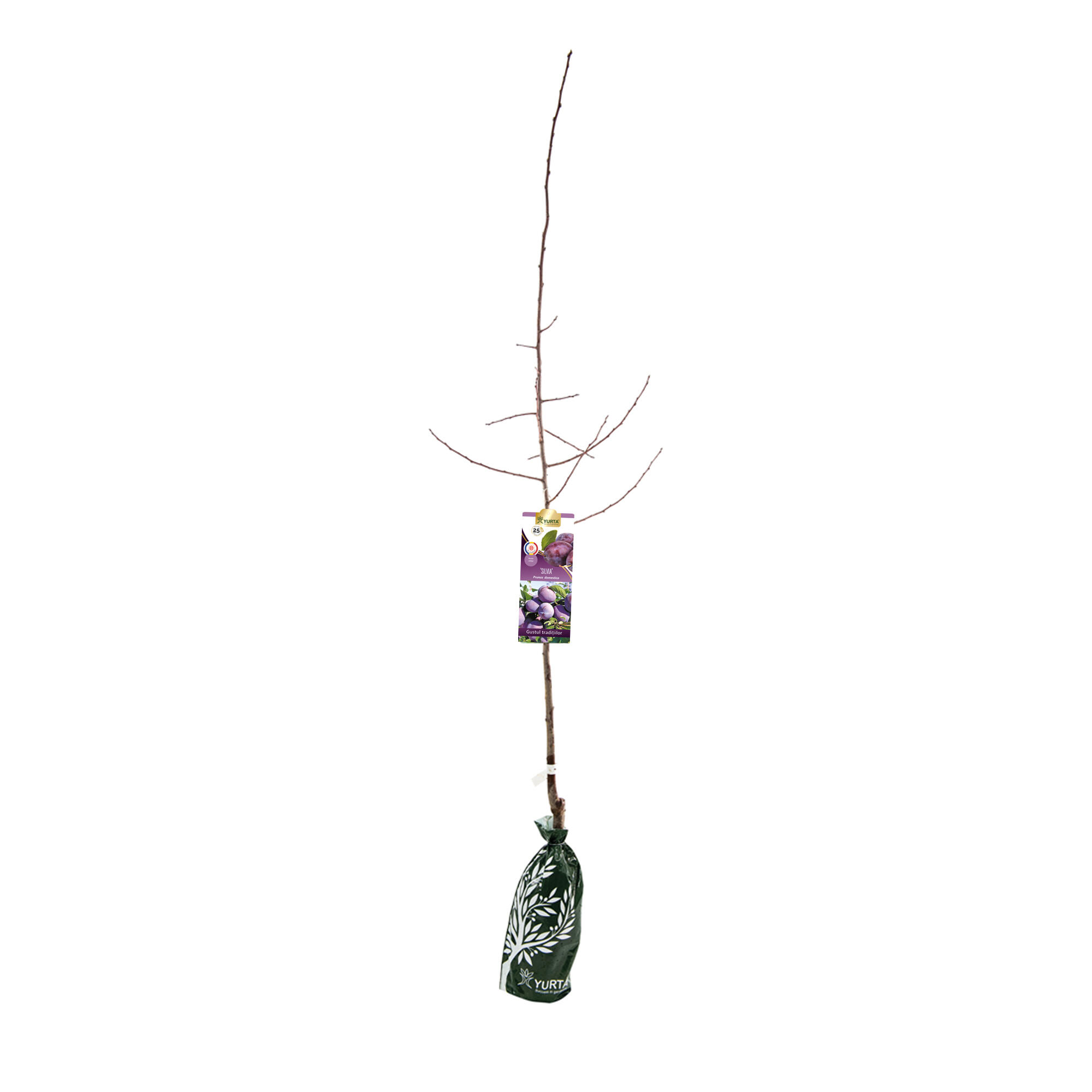 Pom fructifer Prun Silvia, H 121-150 cm, mov