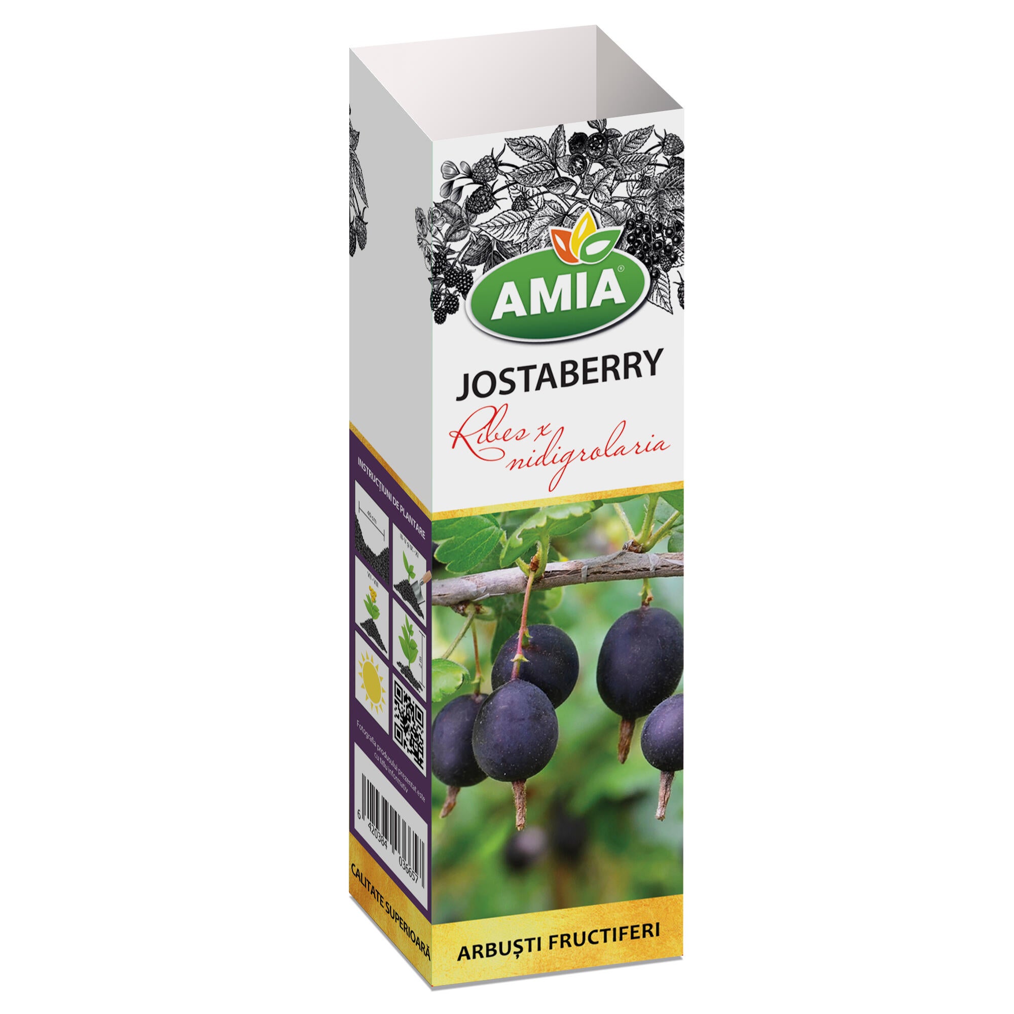 Arbust fructifer coacaz, Jostaberry, H < 40 cm