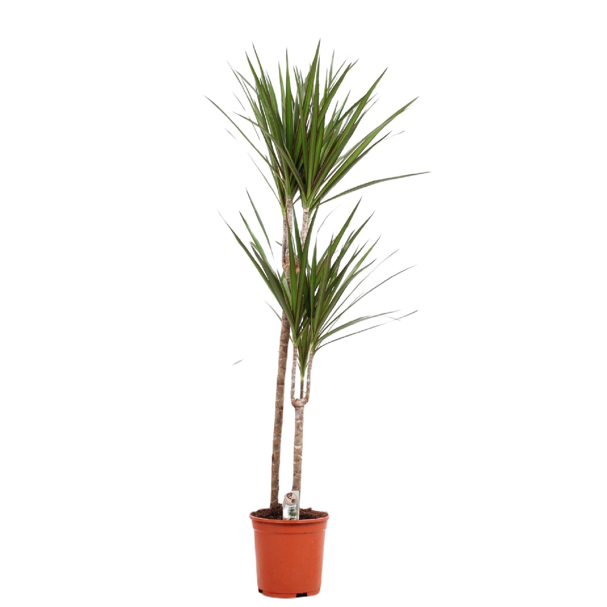 Planta verde Dracaena marginata, 2 tije, H 110 cm, Ø ghiveci 19 cm