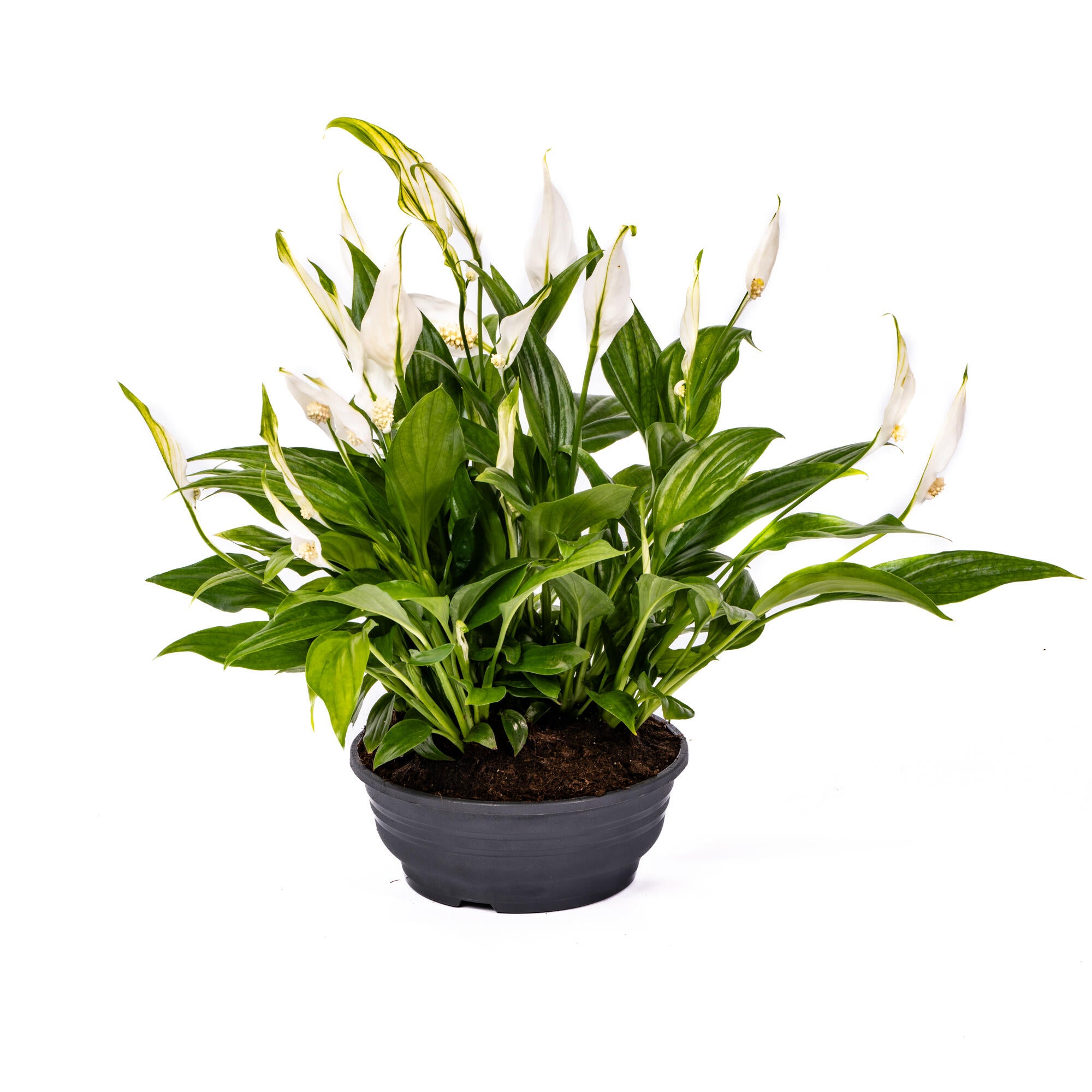 Planta cu flori Spathiphyllum , H 30 cm, Ø ghiveci 16 cm, alb